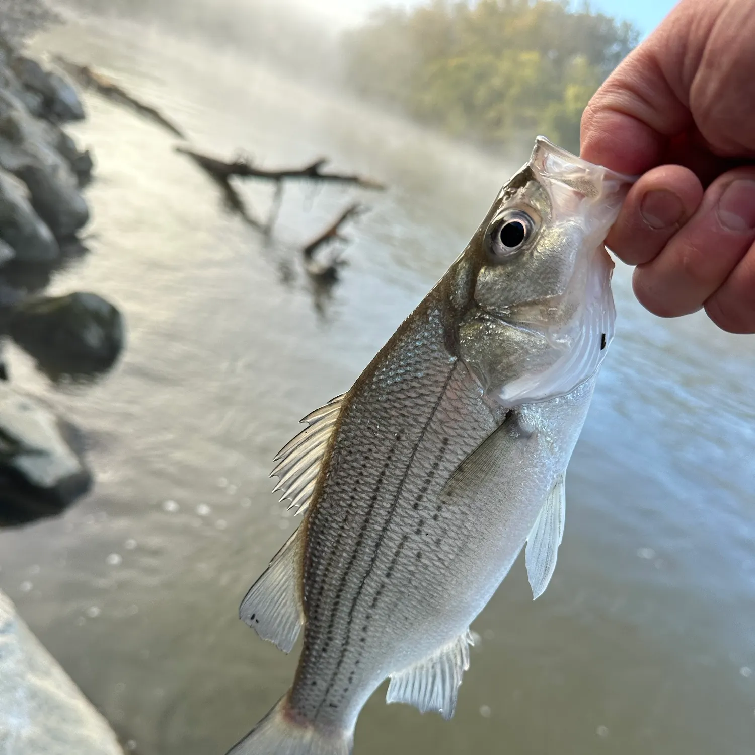 White bass caught on Fishbrain