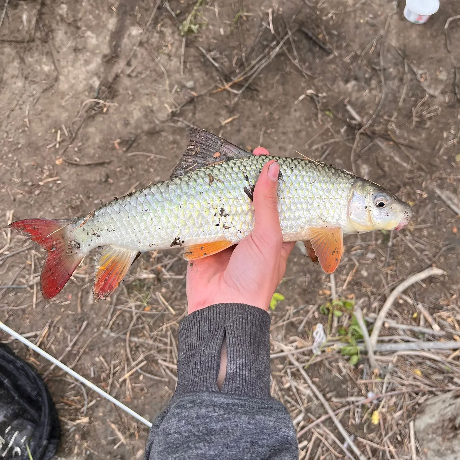 The most recent Shorthead redhorse catches on Fishbrain