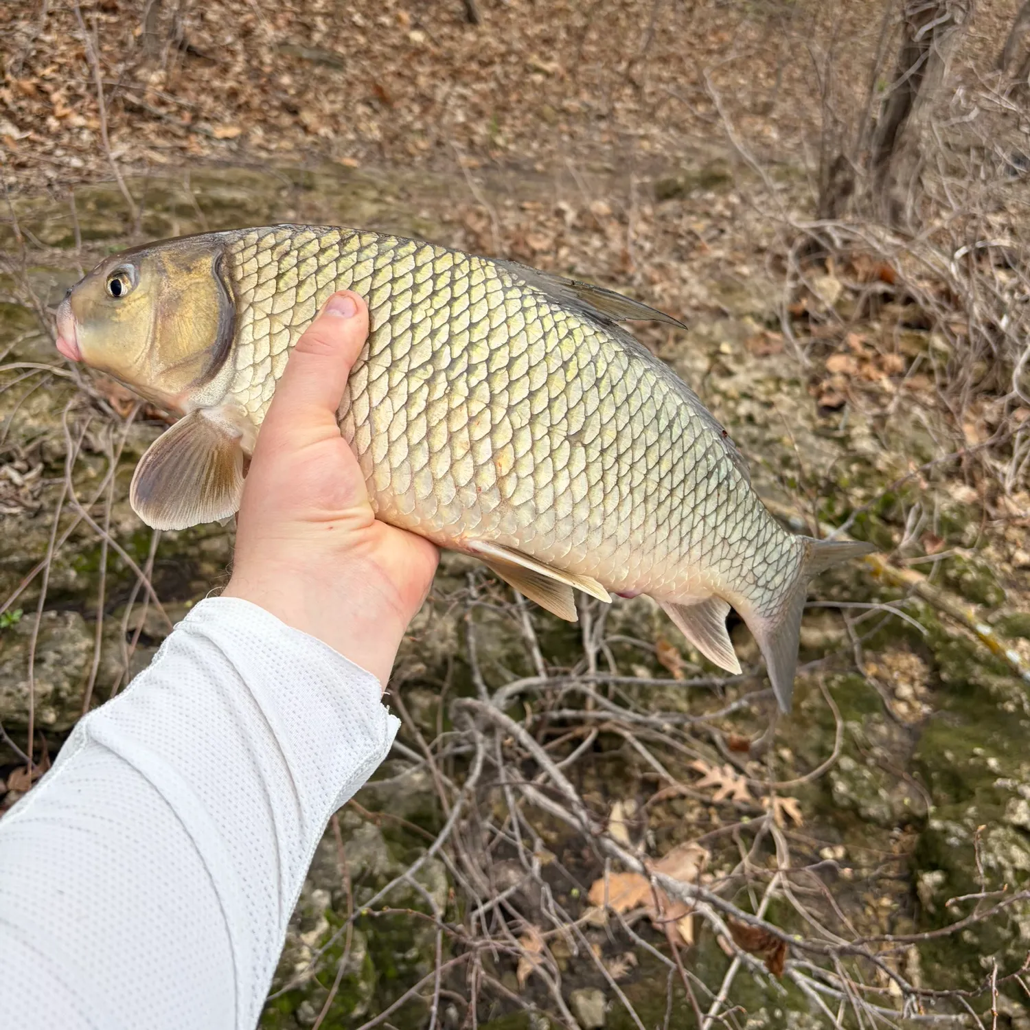 The most recent Quillback catches on Fishbrain