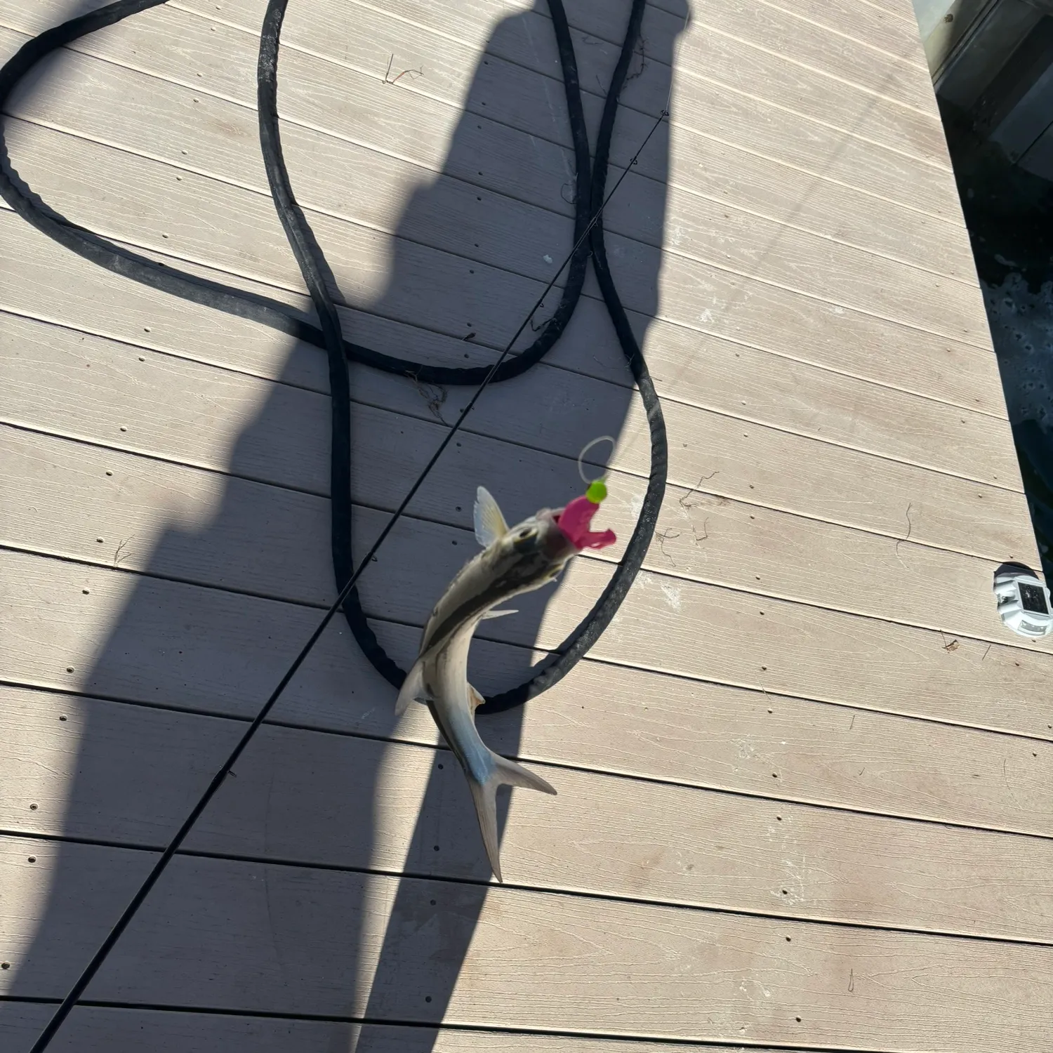 The most recent Hawaiian ladyfish catches on Fishbrain