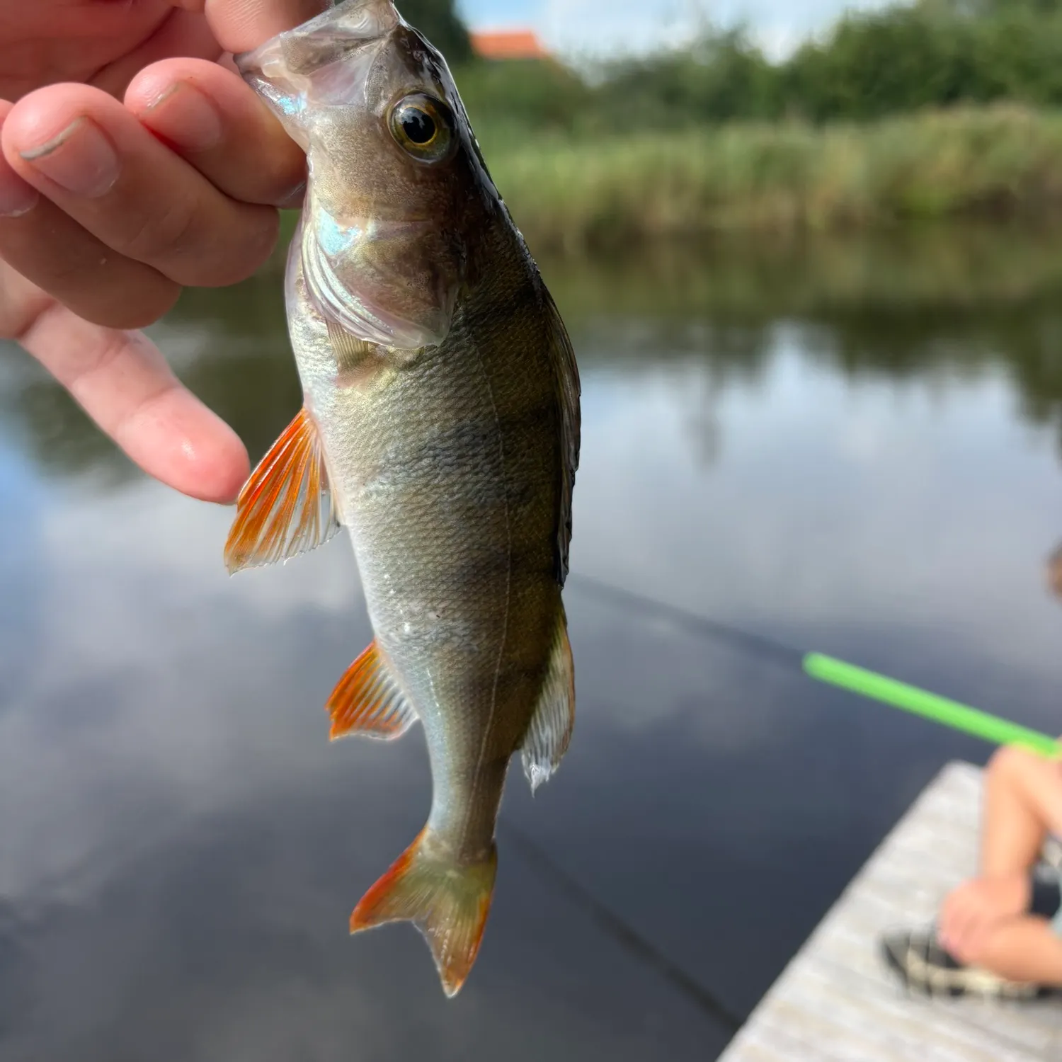 European perch caught on Fishbrain