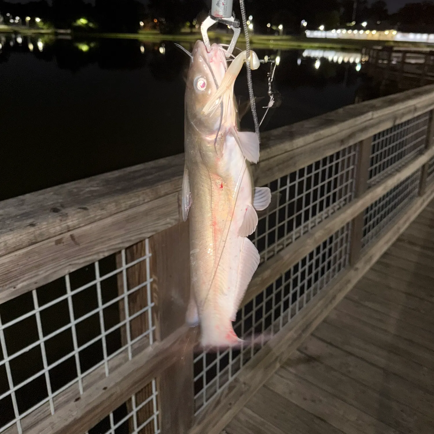Channel catfish caught on Fishbrain