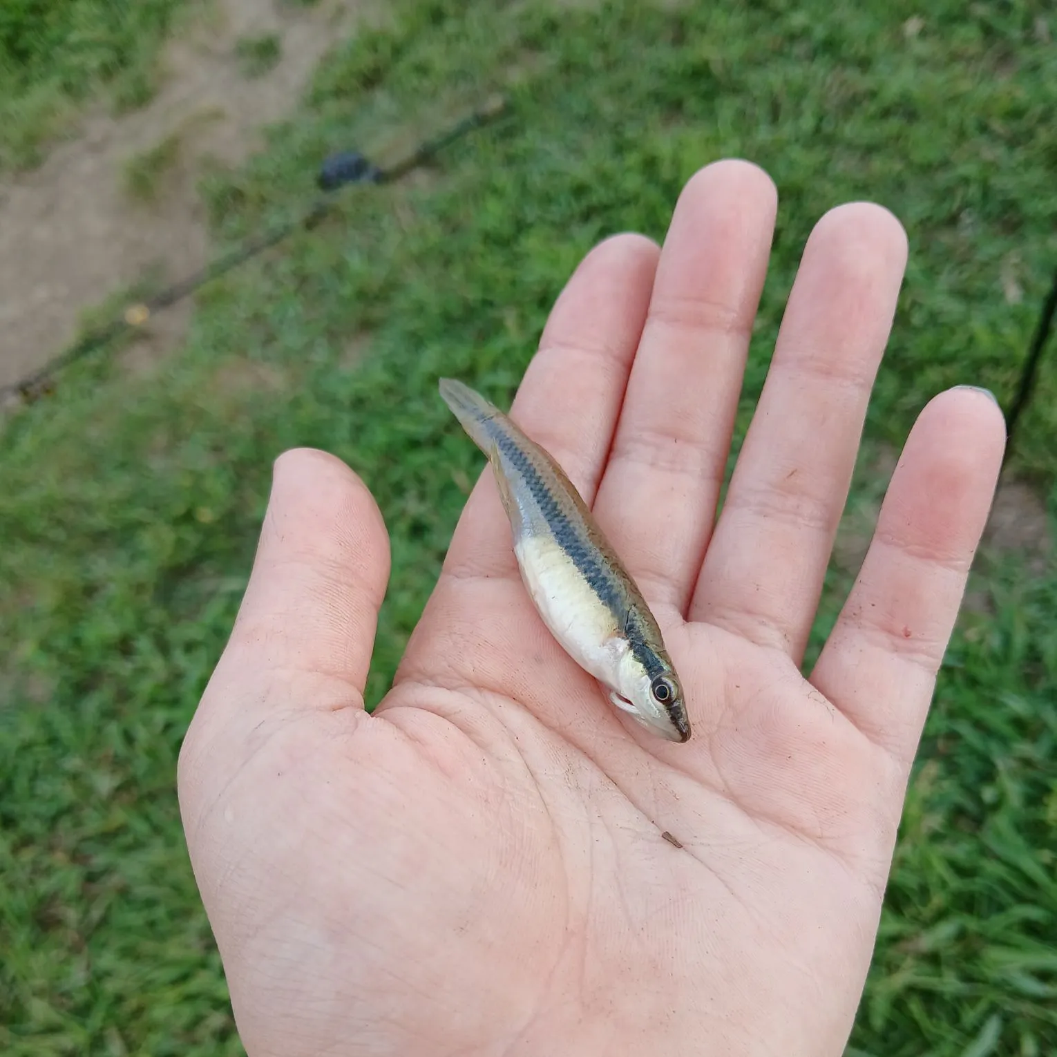 The most recent Blackstripe topminnow catches on Fishbrain