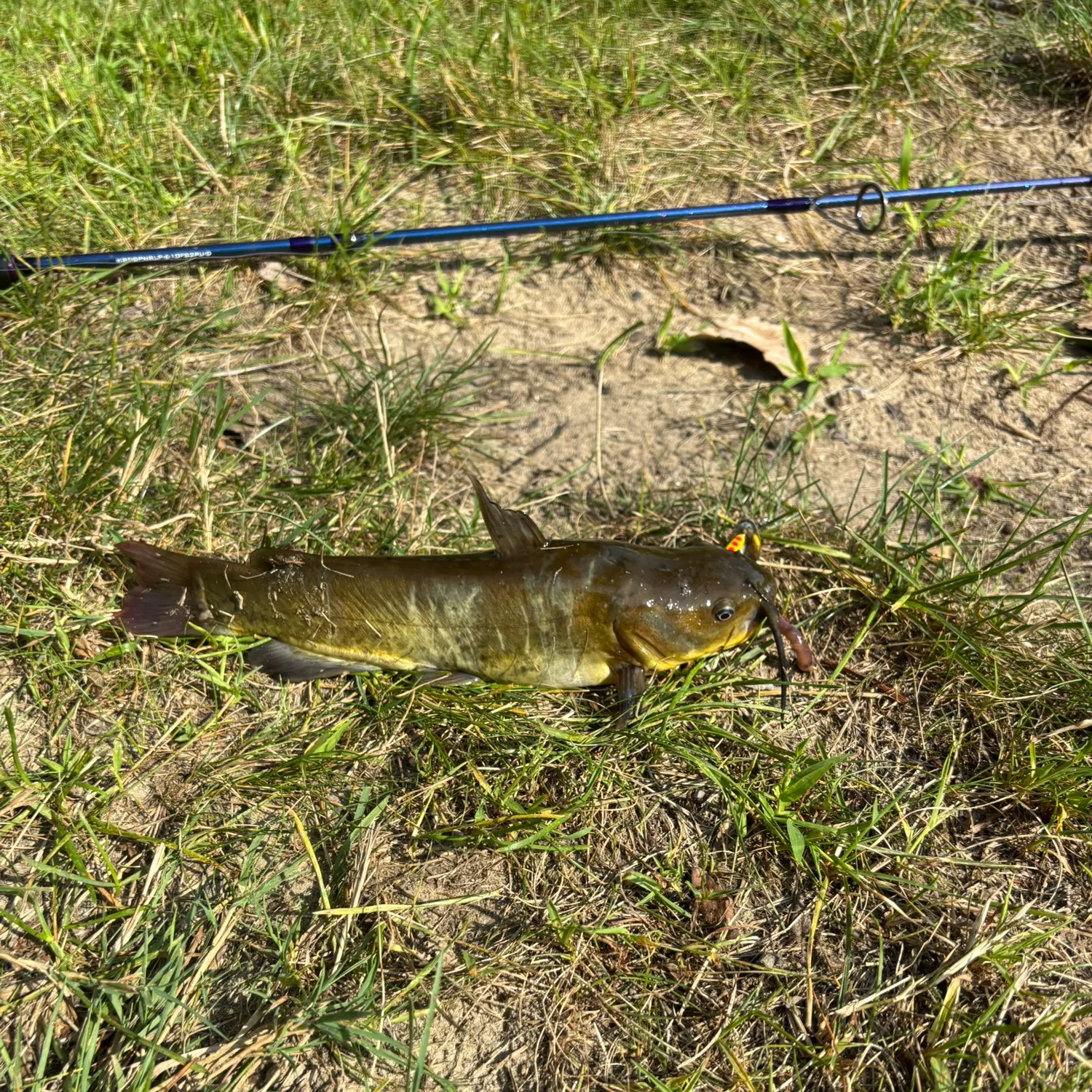 Yellow bullhead caught on Fishbrain