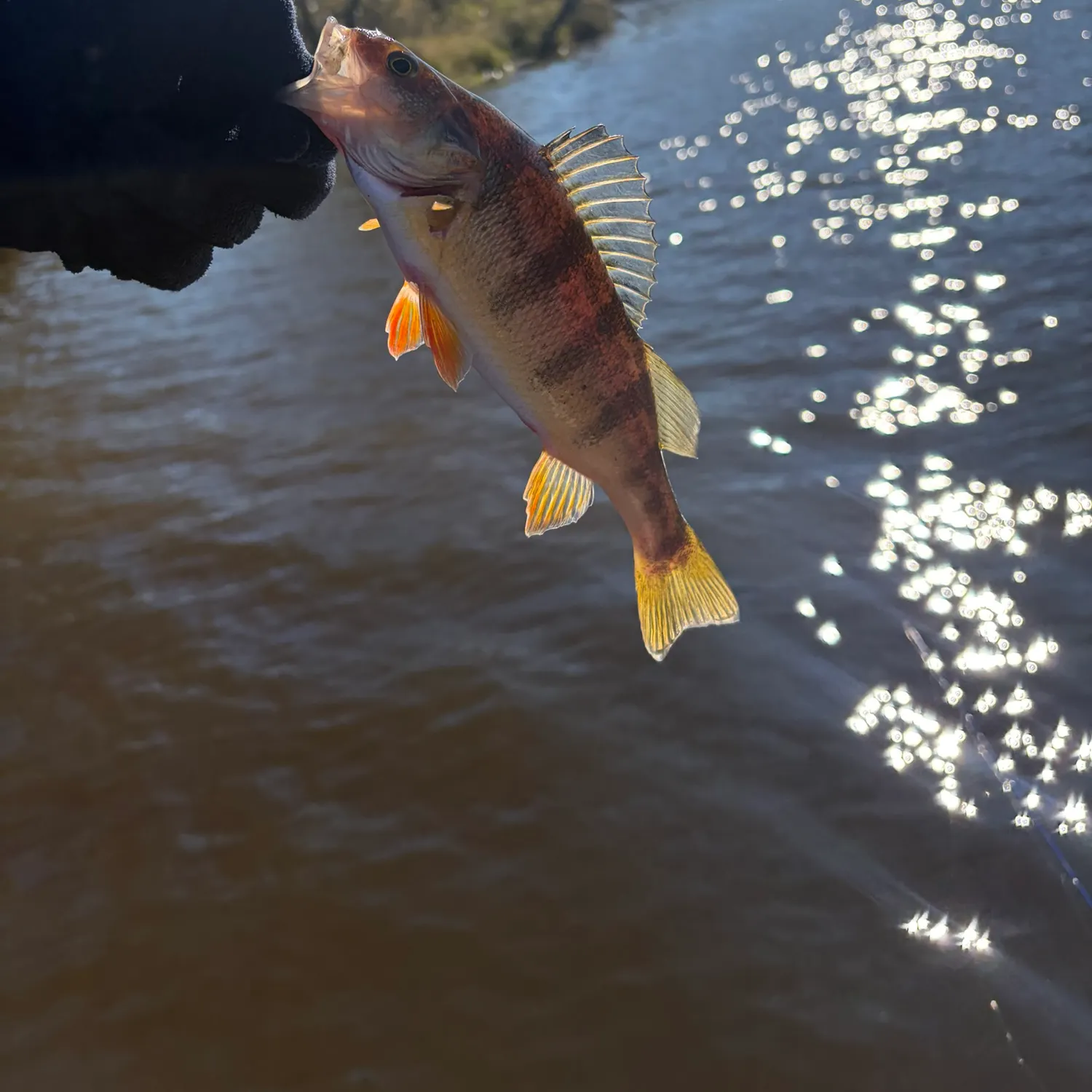 Yellow perch caught on Fishbrain
