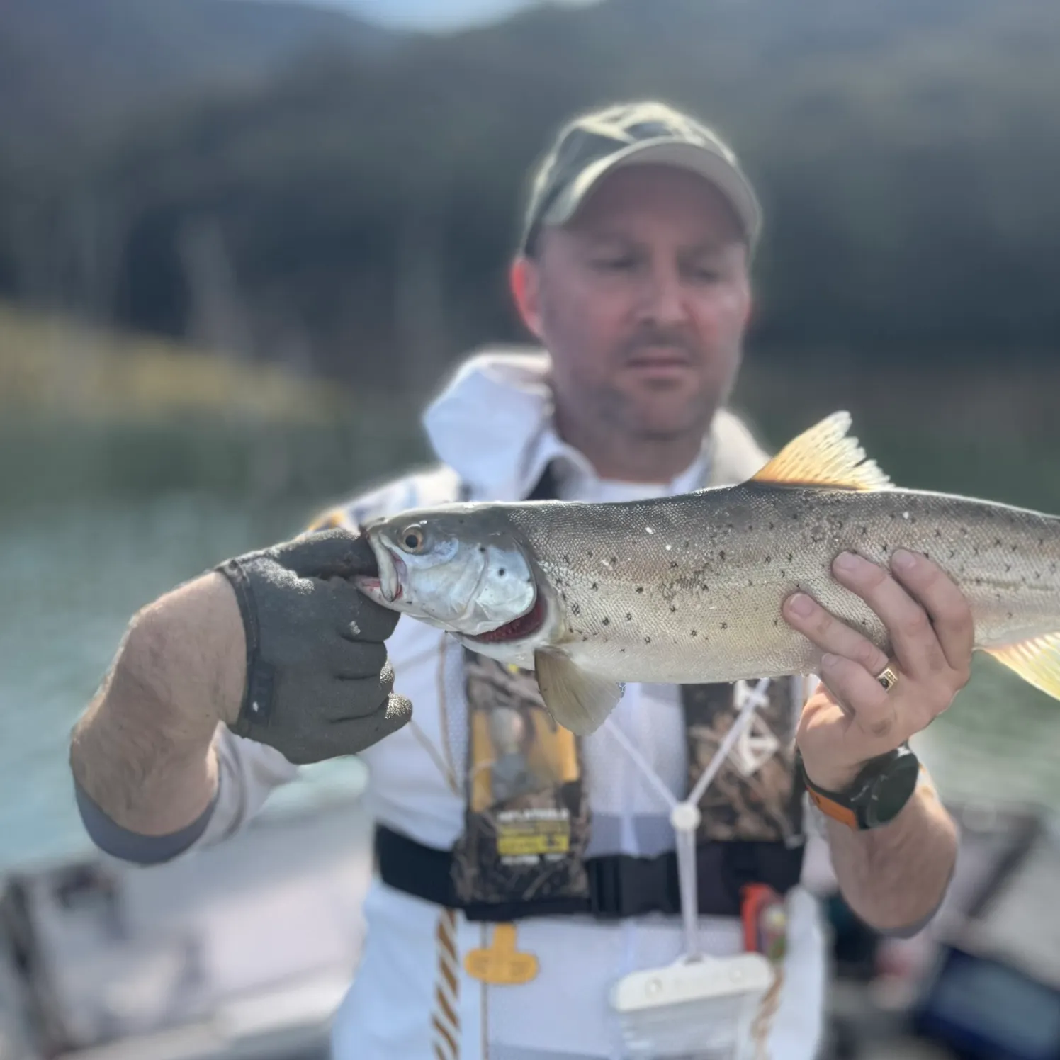 Brown trout caught on Fishbrain