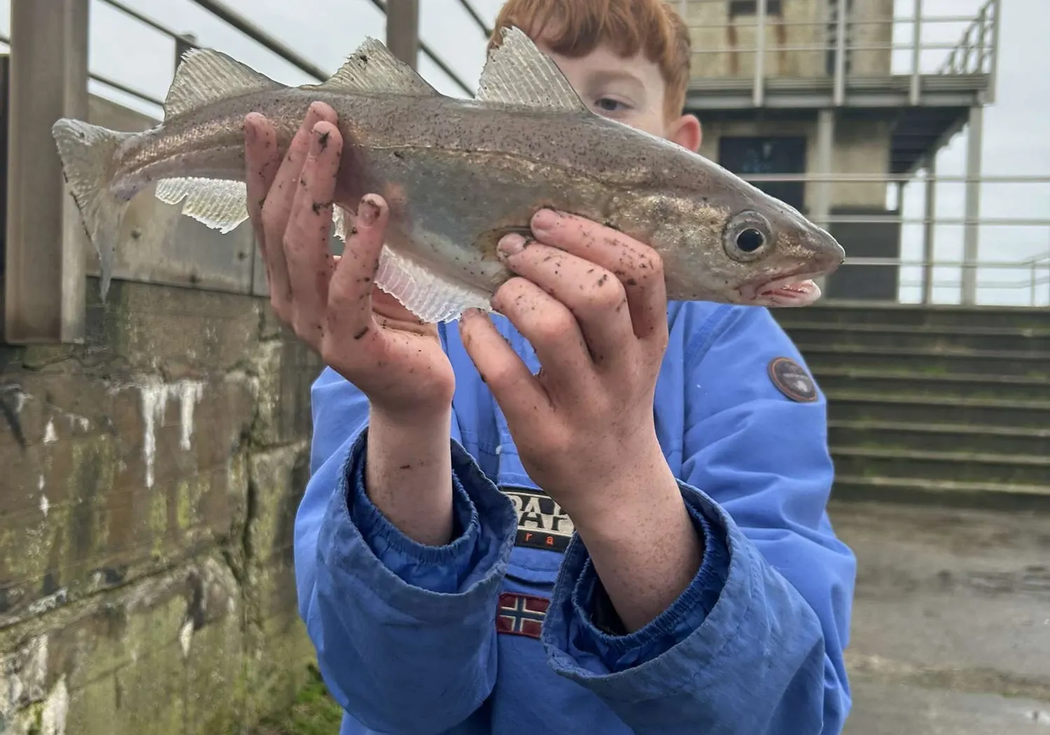 Whiting