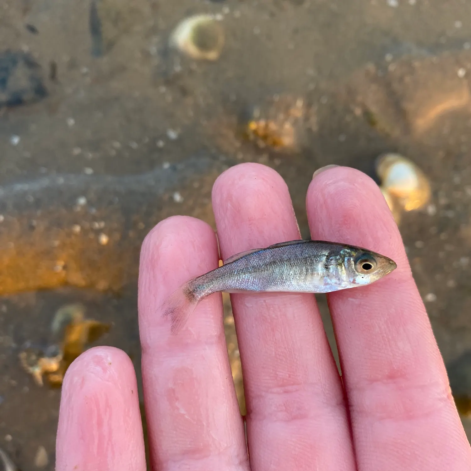 The most recent European seabass catches on Fishbrain