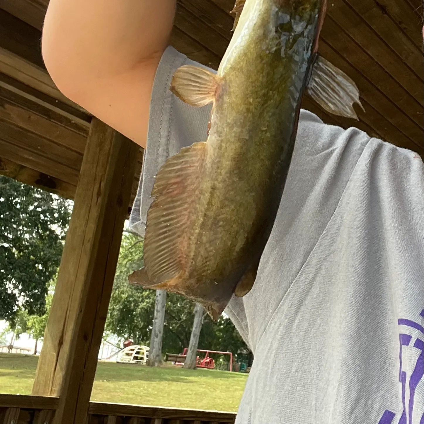 Channel catfish caught on Fishbrain
