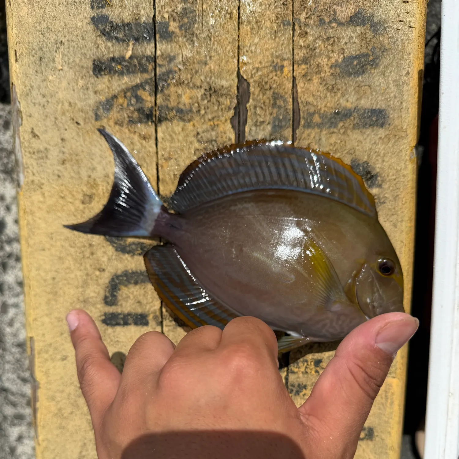 The most recent Yellowfin surgeonfish catches on Fishbrain
