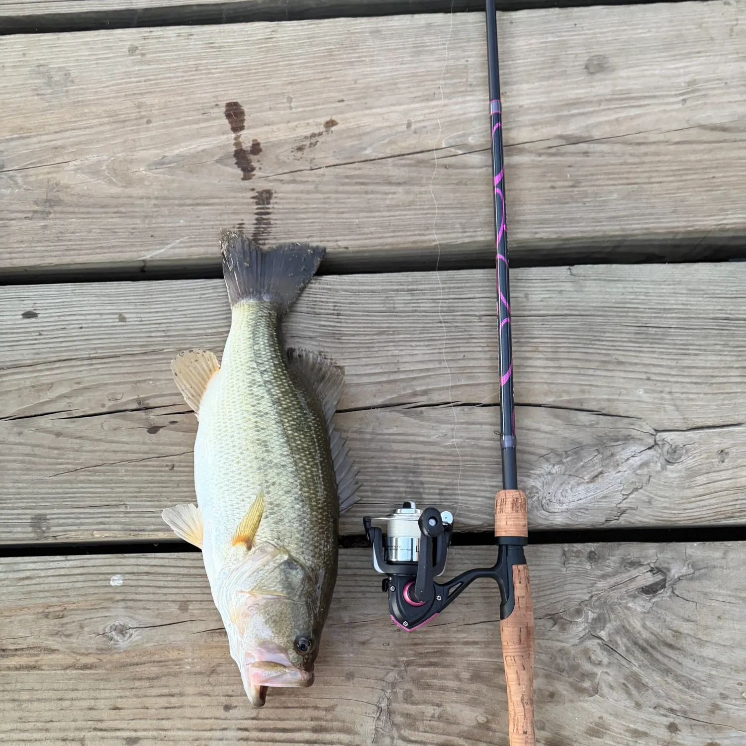 Largemouth bass caught on Fishbrain