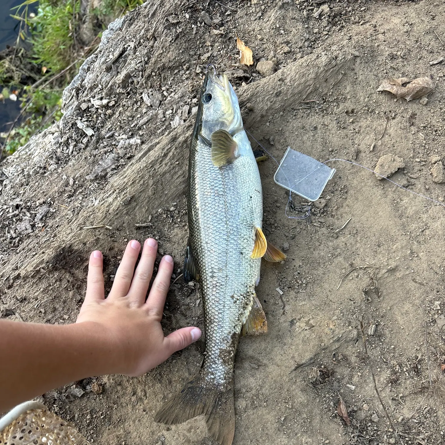 Northern pikeminnow caught on Fishbrain