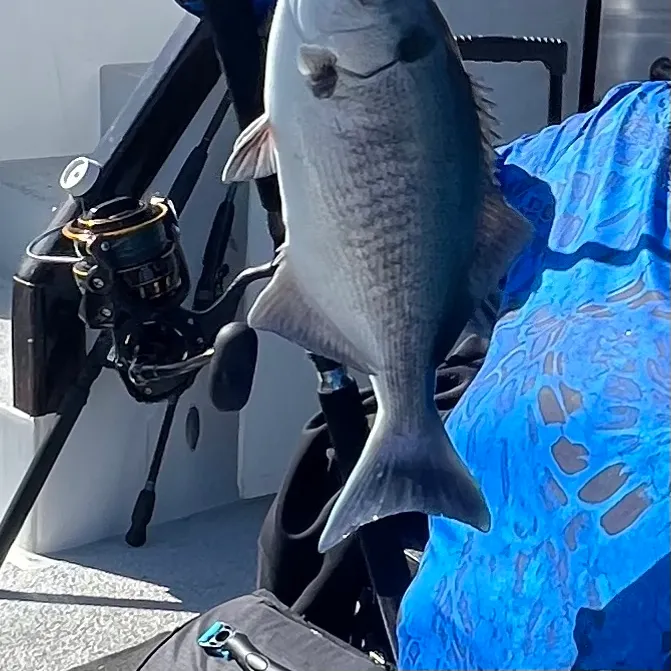 The most recent Halfmoon catches on Fishbrain