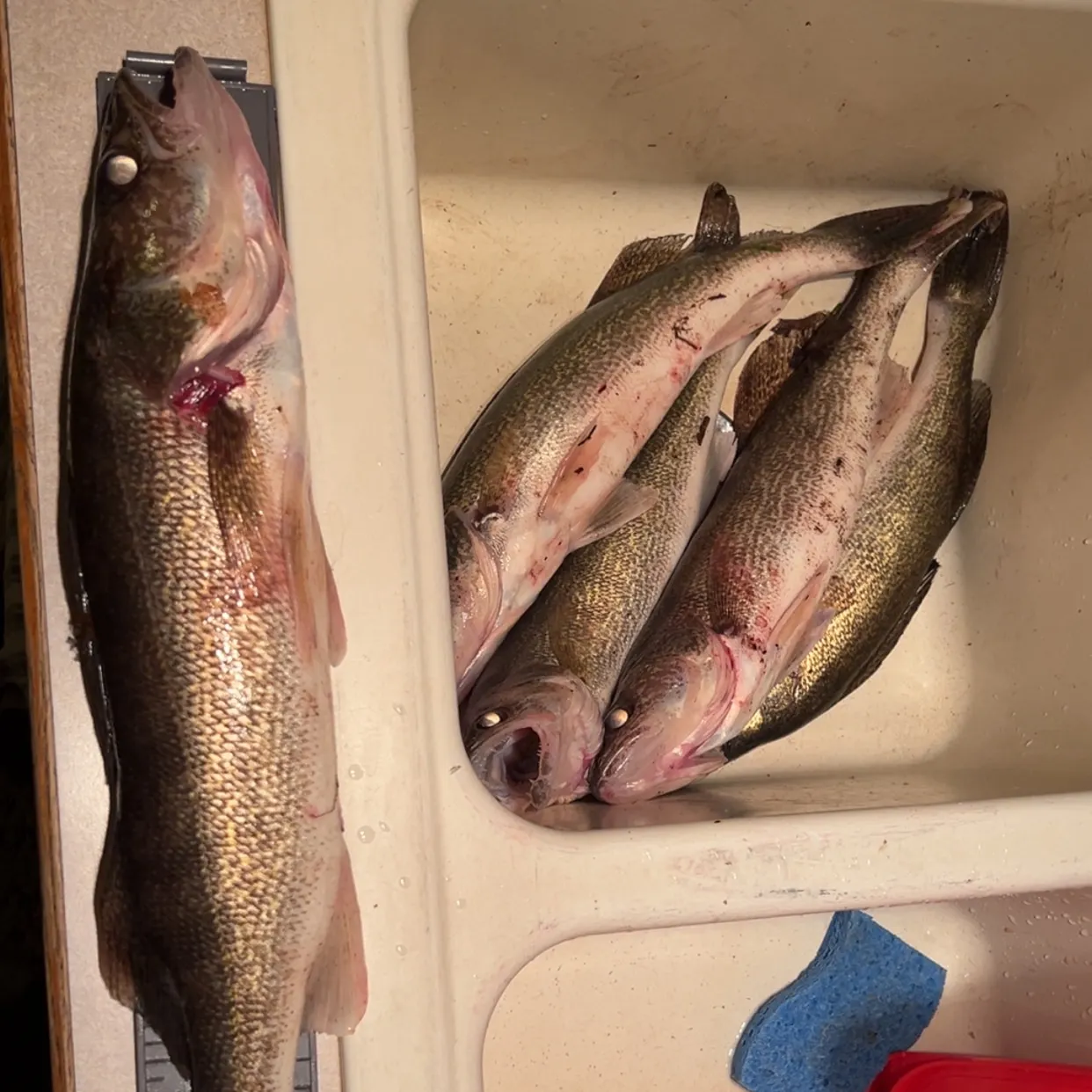 recently logged catches