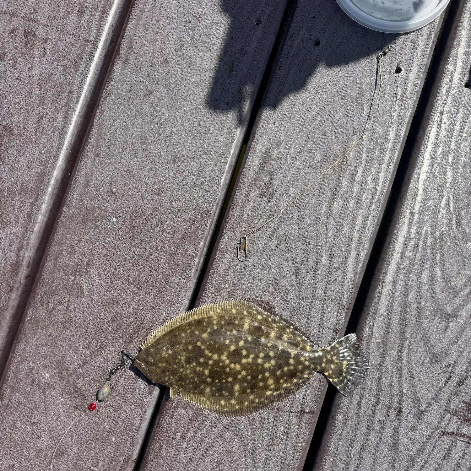 Southern flounder caught on Fishbrain