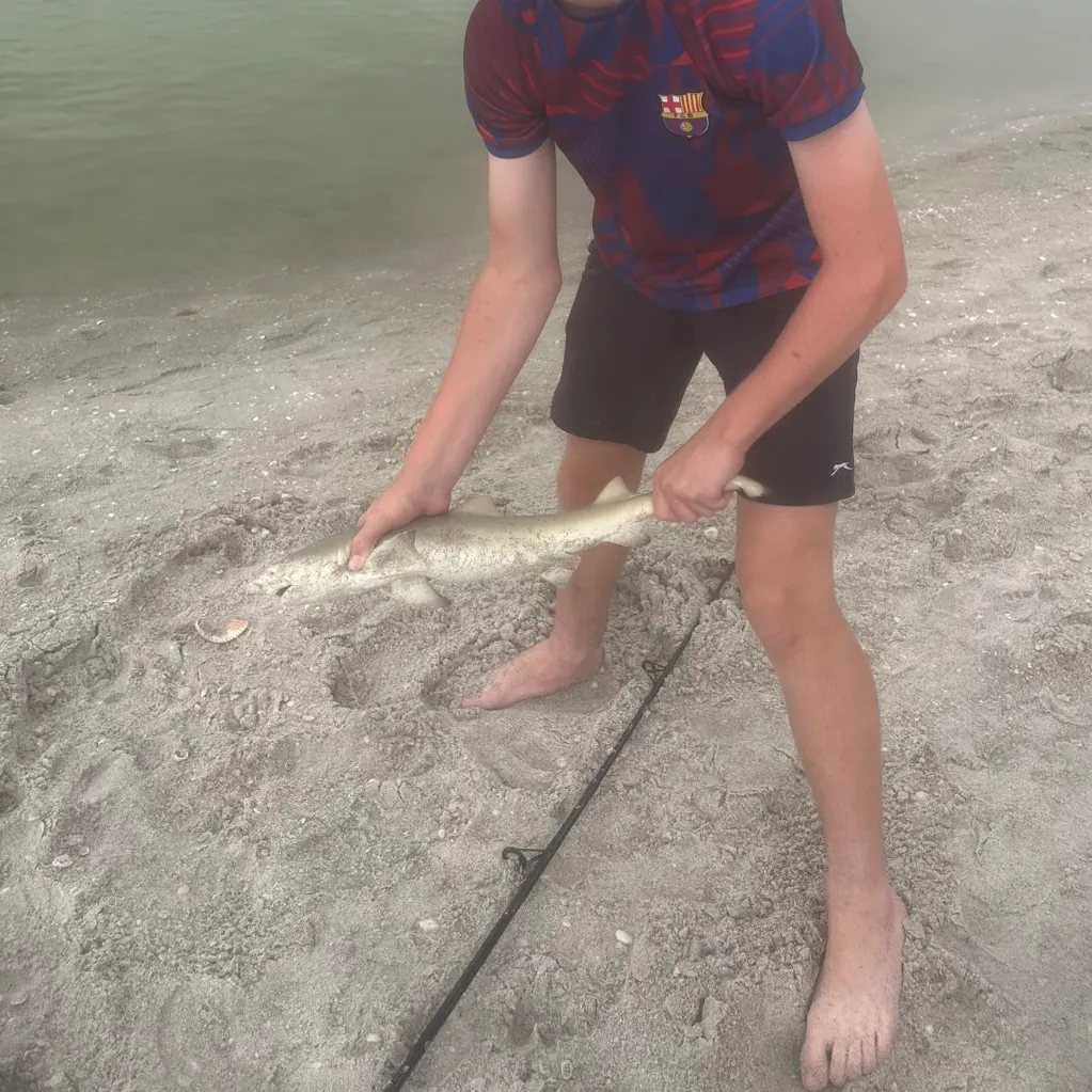 The most recent Blacktip reef shark catches on Fishbrain