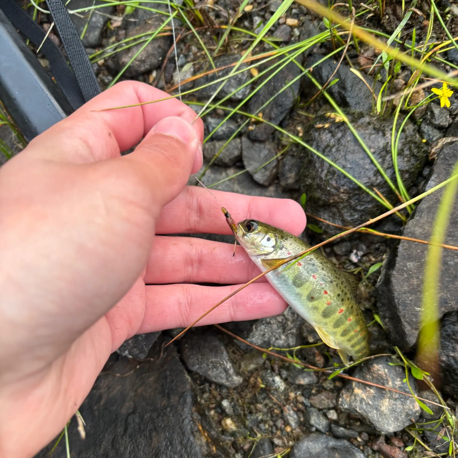 Brown trout caught on Fishbrain