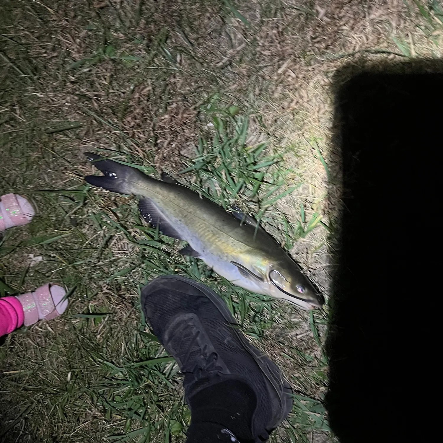 Channel catfish caught on Fishbrain