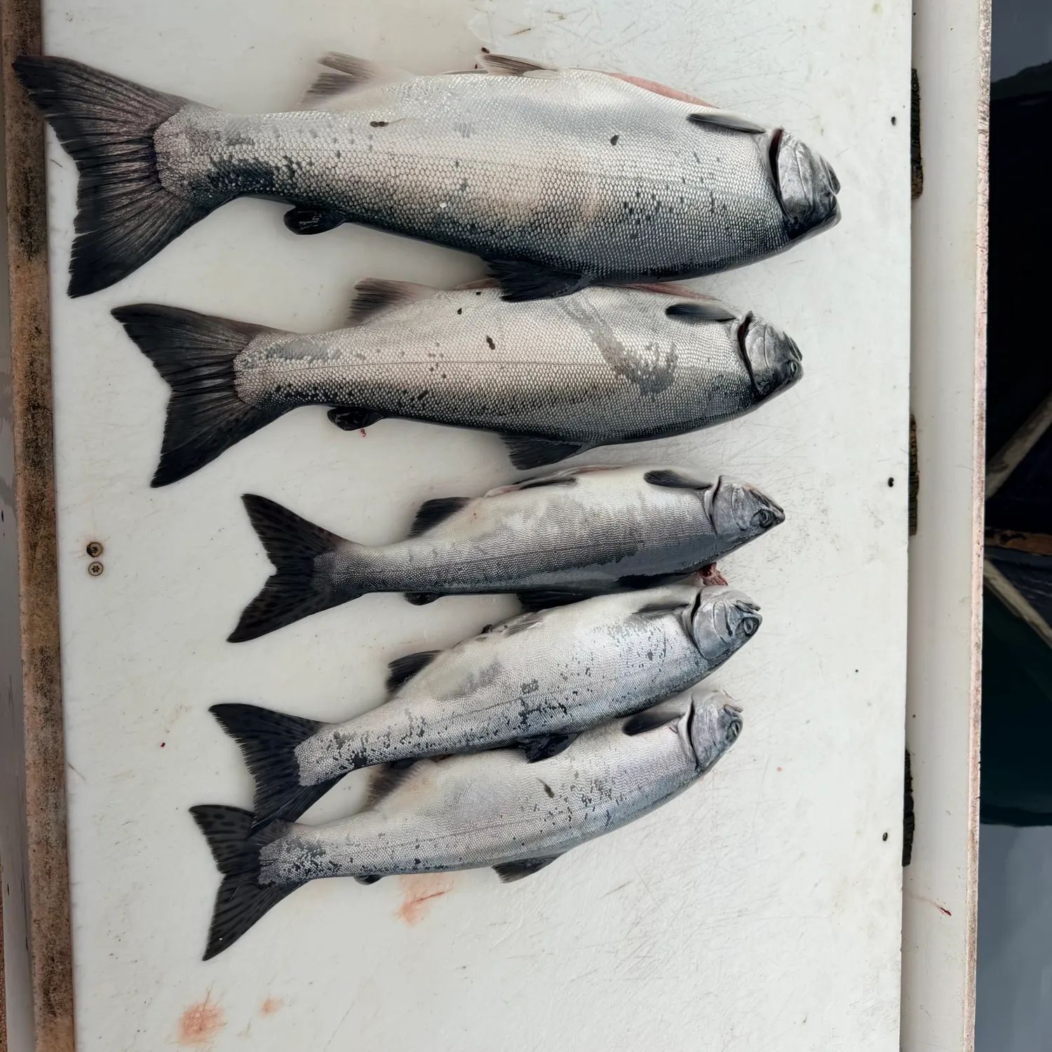 recently logged catches