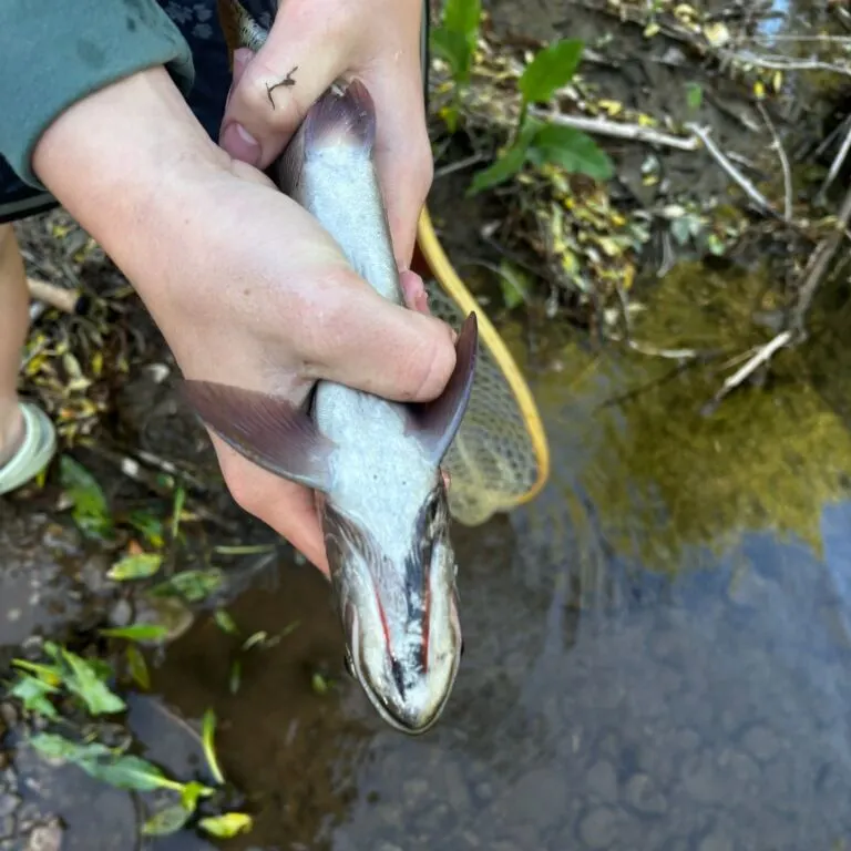 The most recent Cutthroat trout catches on Fishbrain