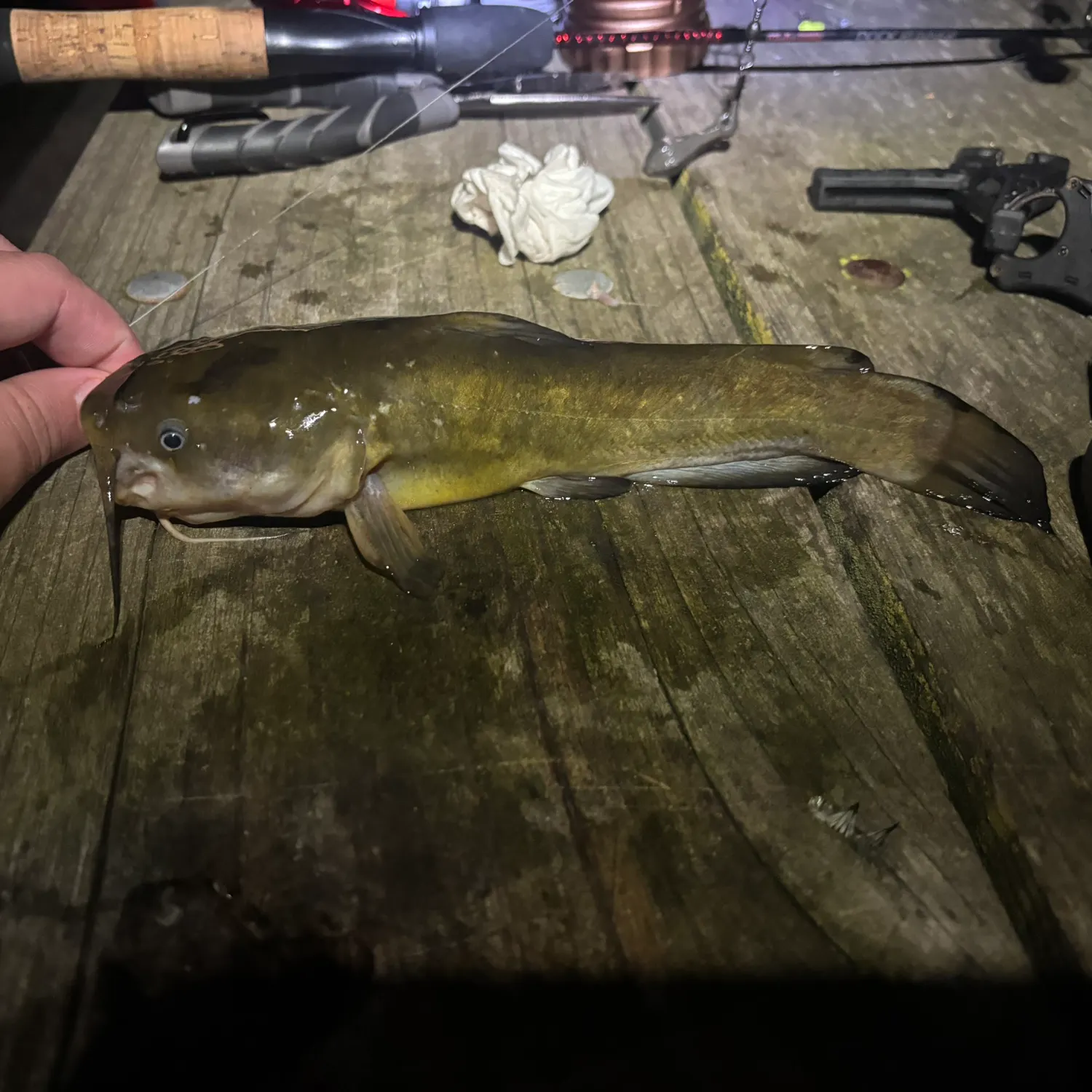 Yellow bullhead caught on Fishbrain