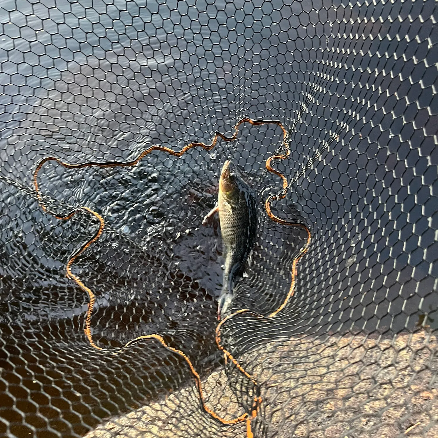 European perch caught on Fishbrain