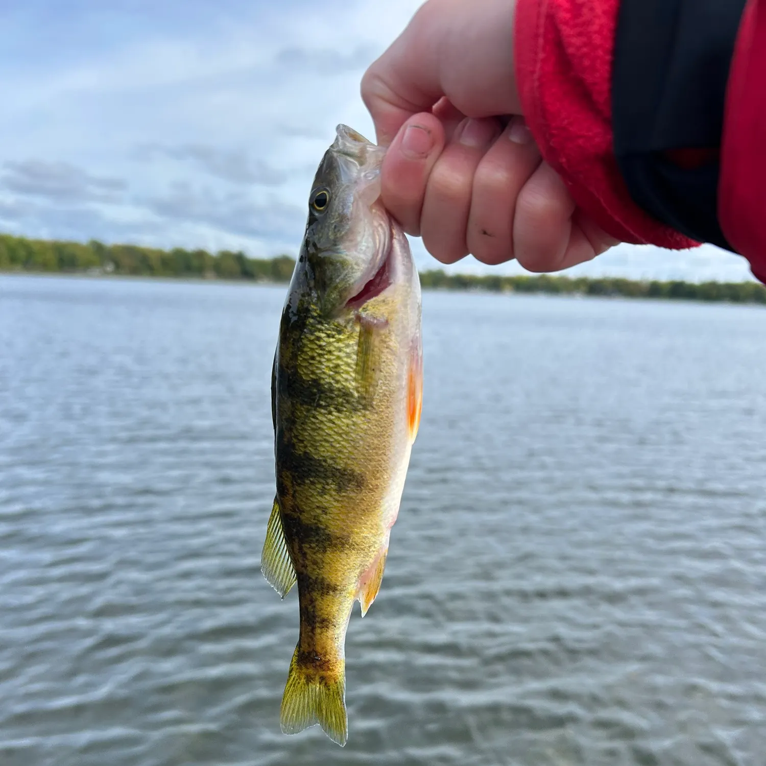 Yellow perch caught on Fishbrain