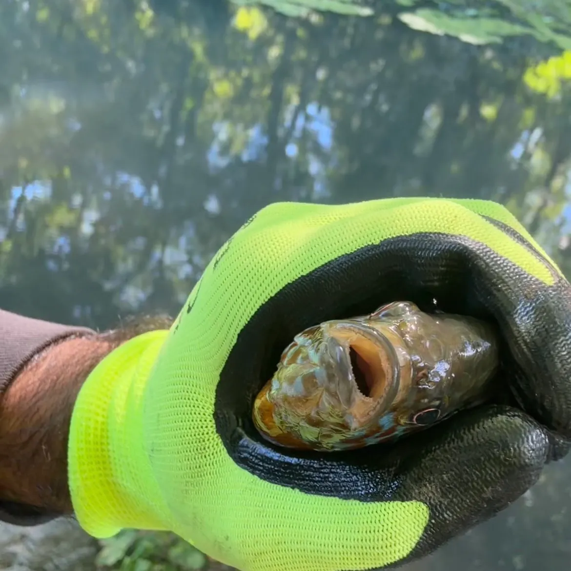 Bluegill caught on Fishbrain