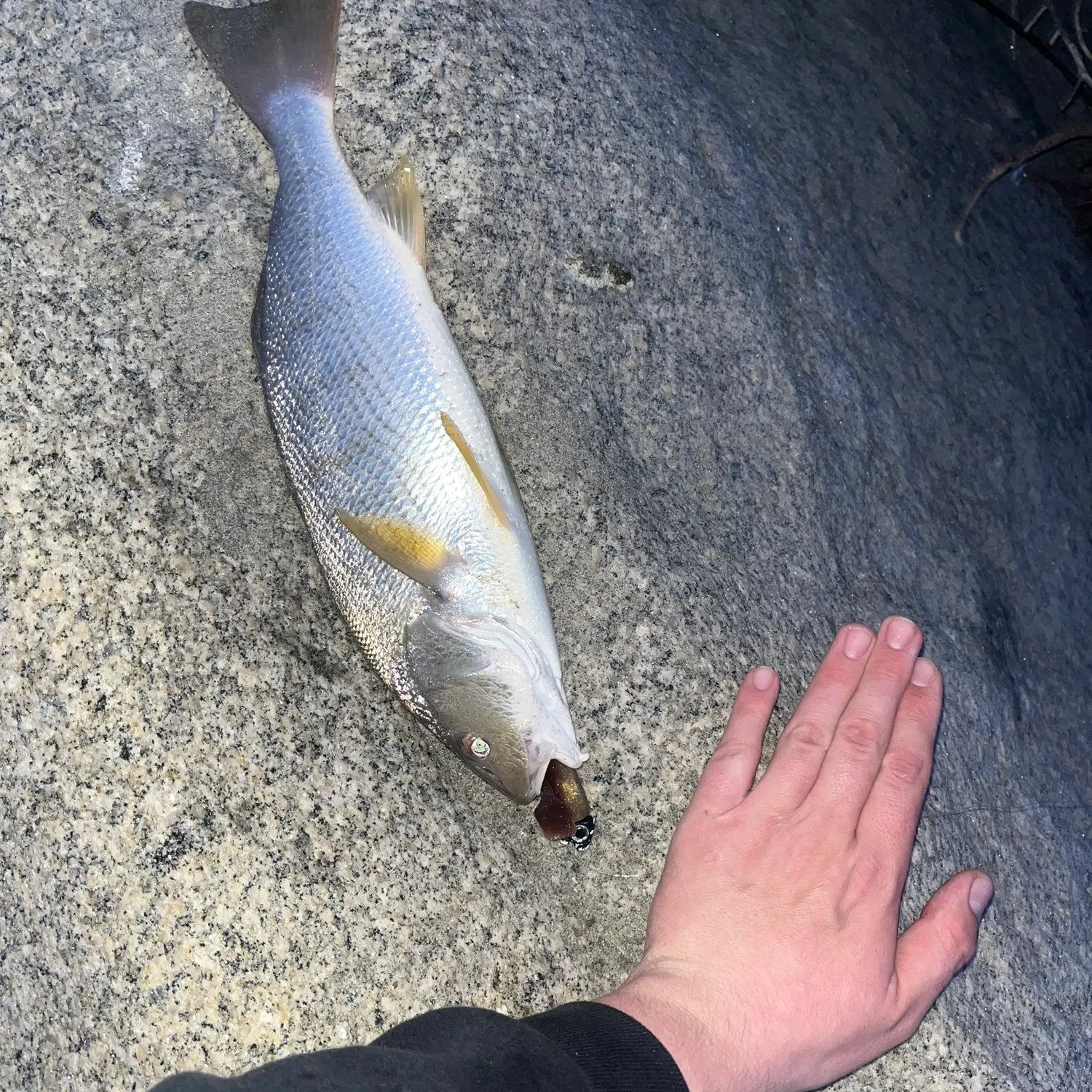 most liked catch image