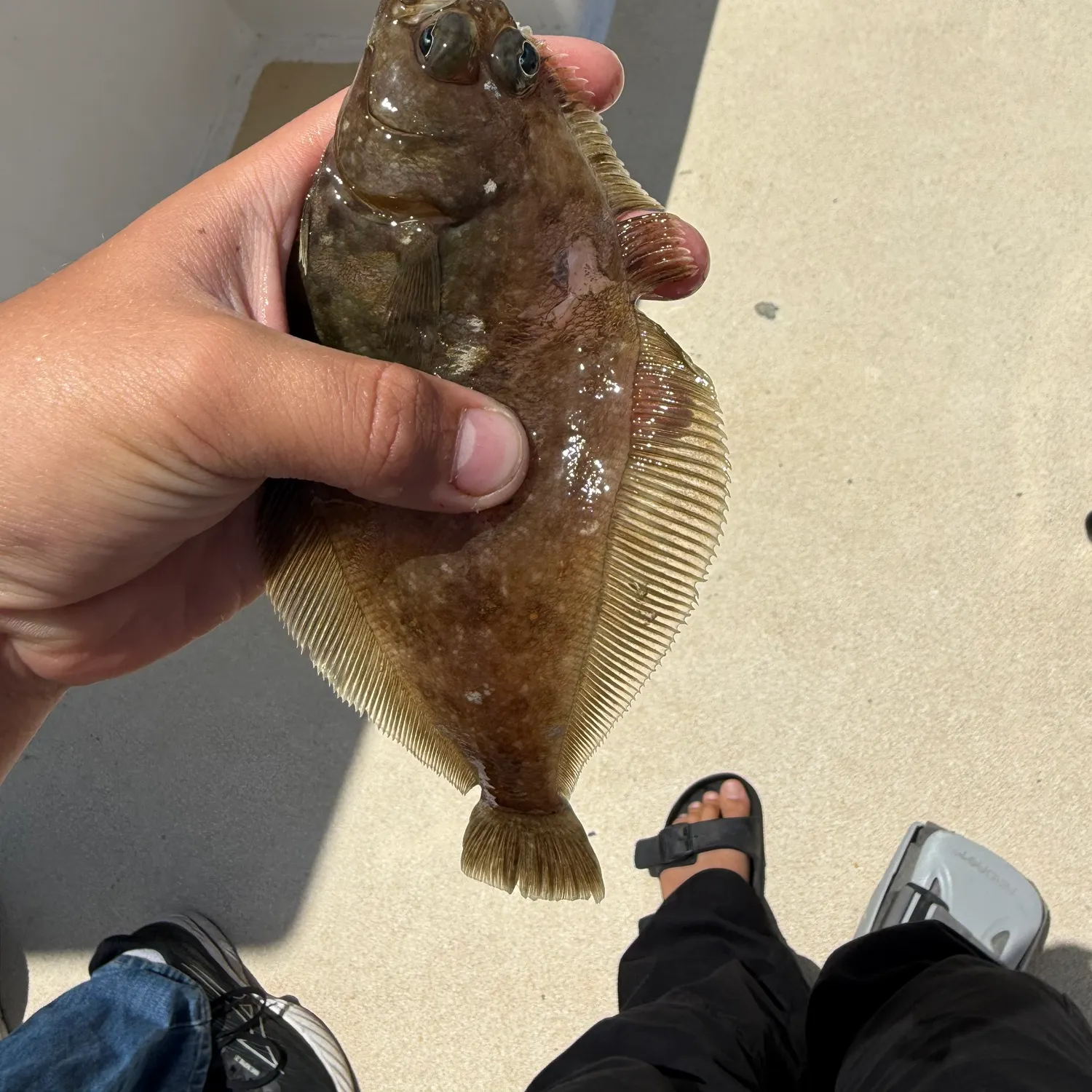 The most recent Pacific sanddab catches on Fishbrain