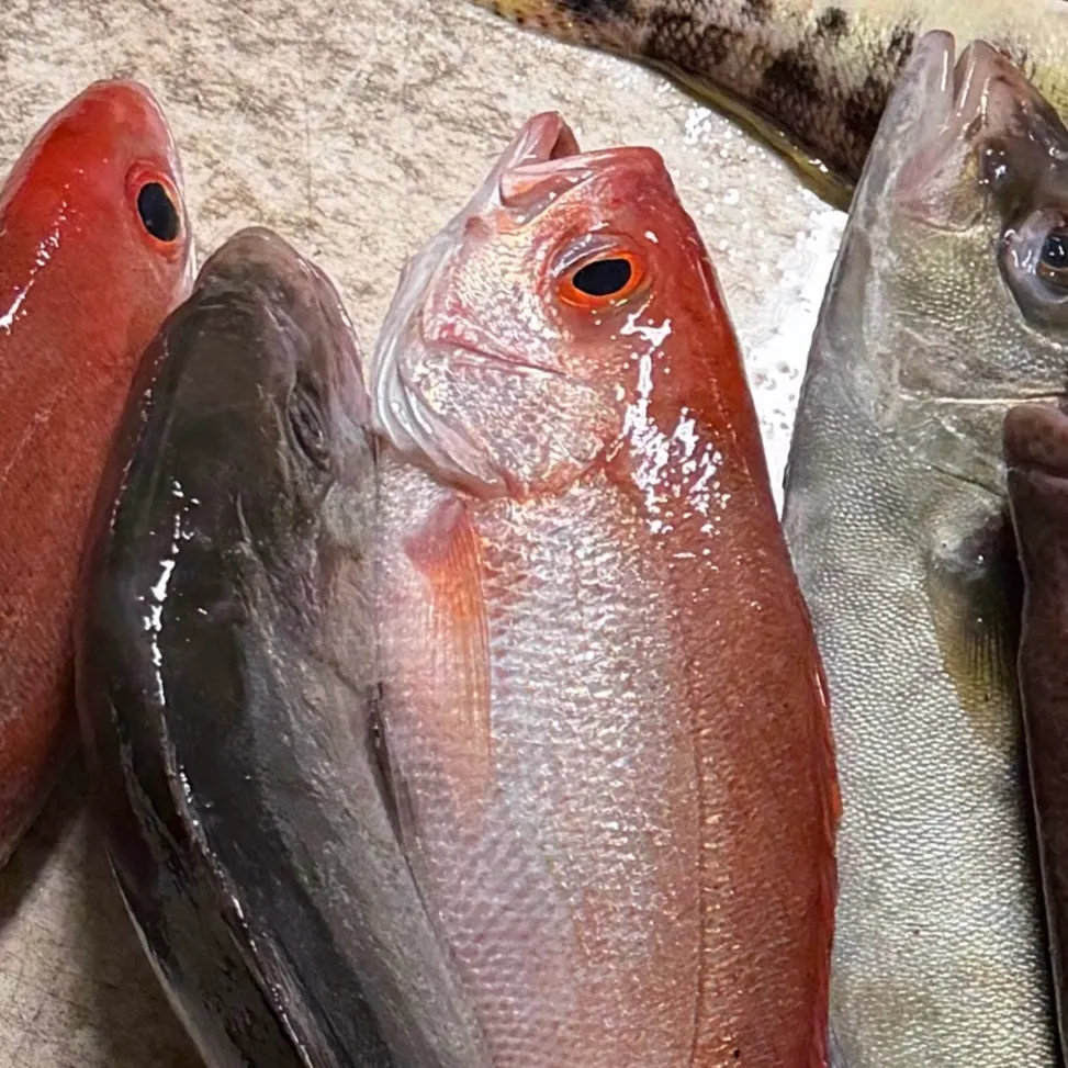 The most recent Vermilion snapper catches on Fishbrain