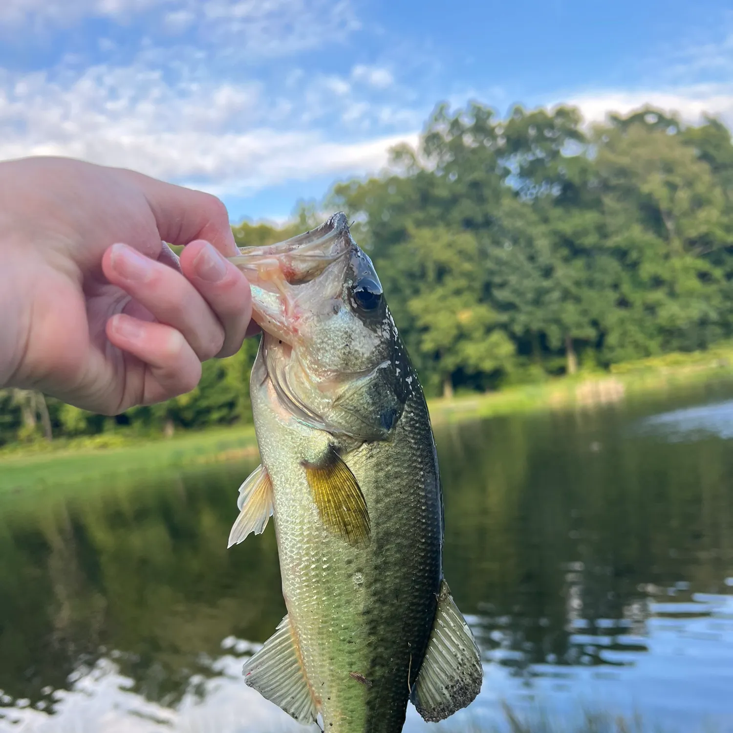 Largemouth bass caught on Fishbrain