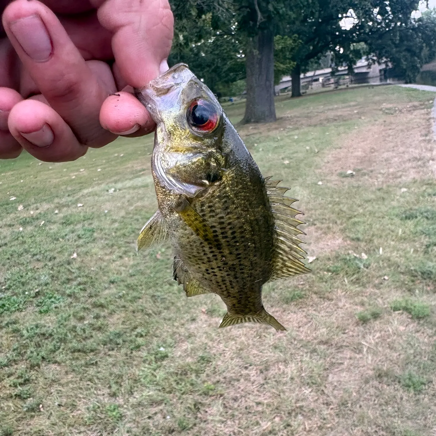 Rock bass caught on Fishbrain