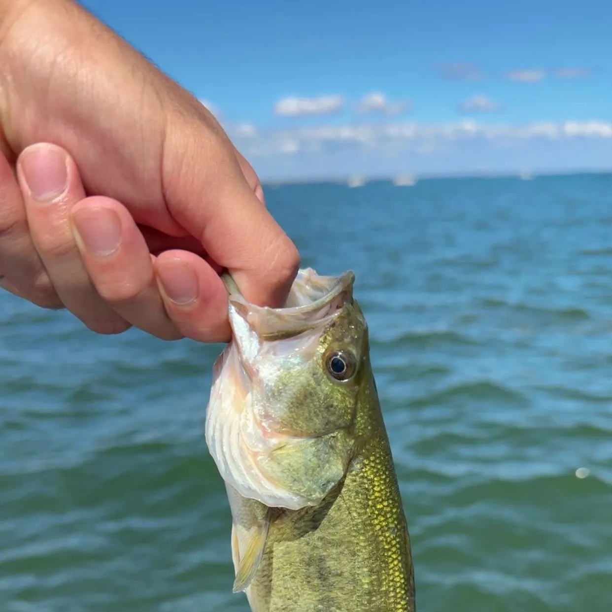 Fish caught on Fishbrain