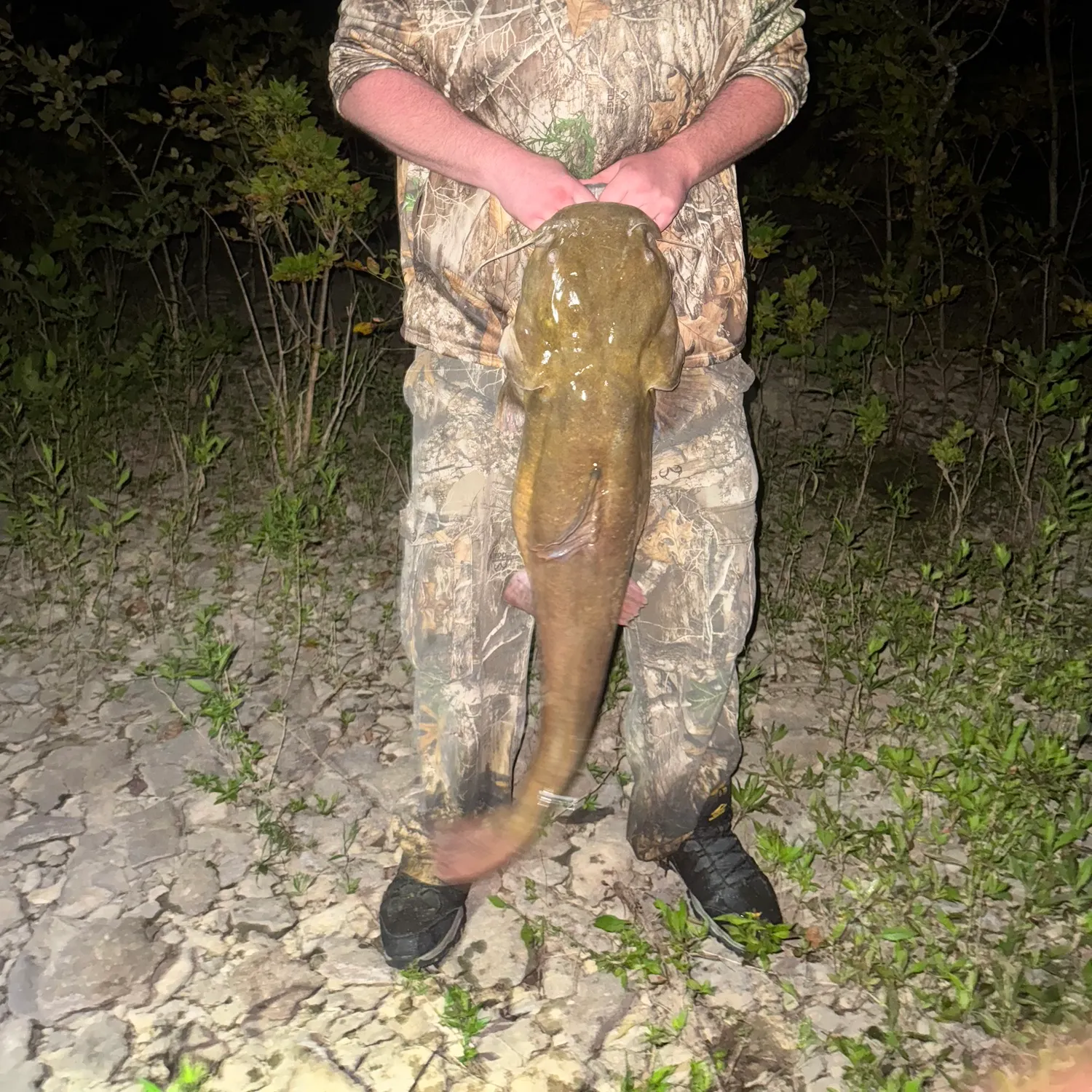 Flathead catfish caught on Fishbrain
