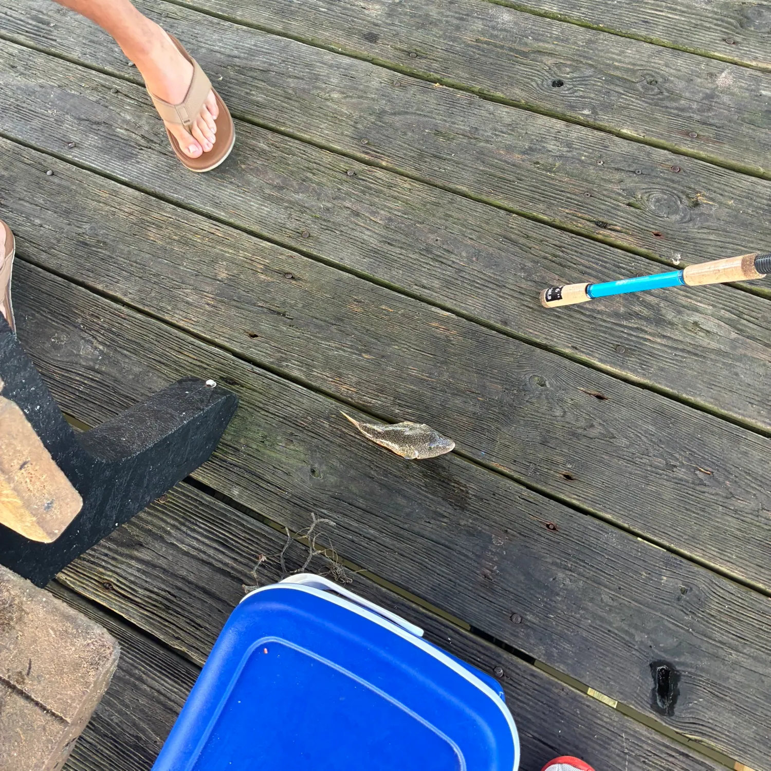 The most recent Spider-eye puffer catches on Fishbrain