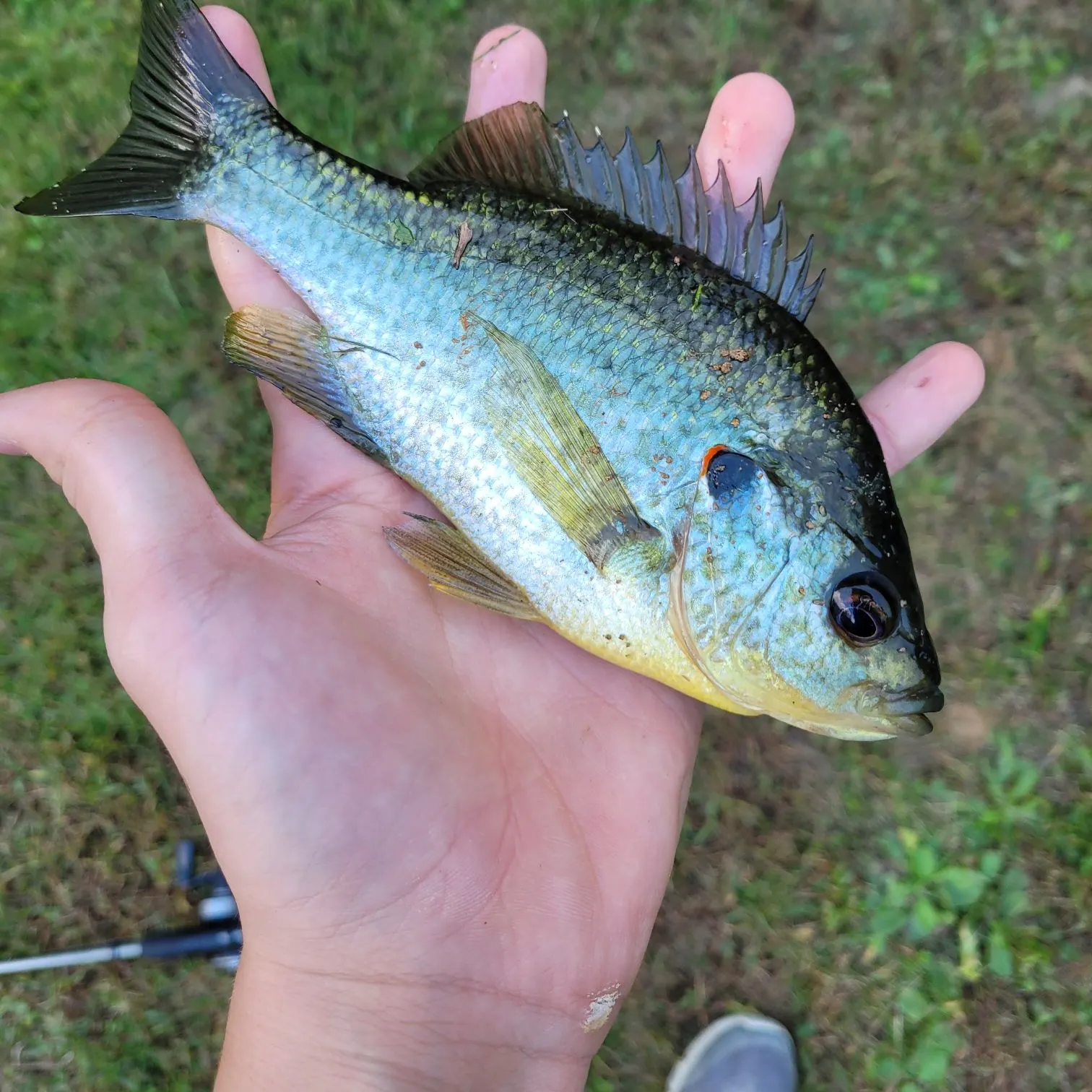 Redear sunfish caught on Fishbrain
