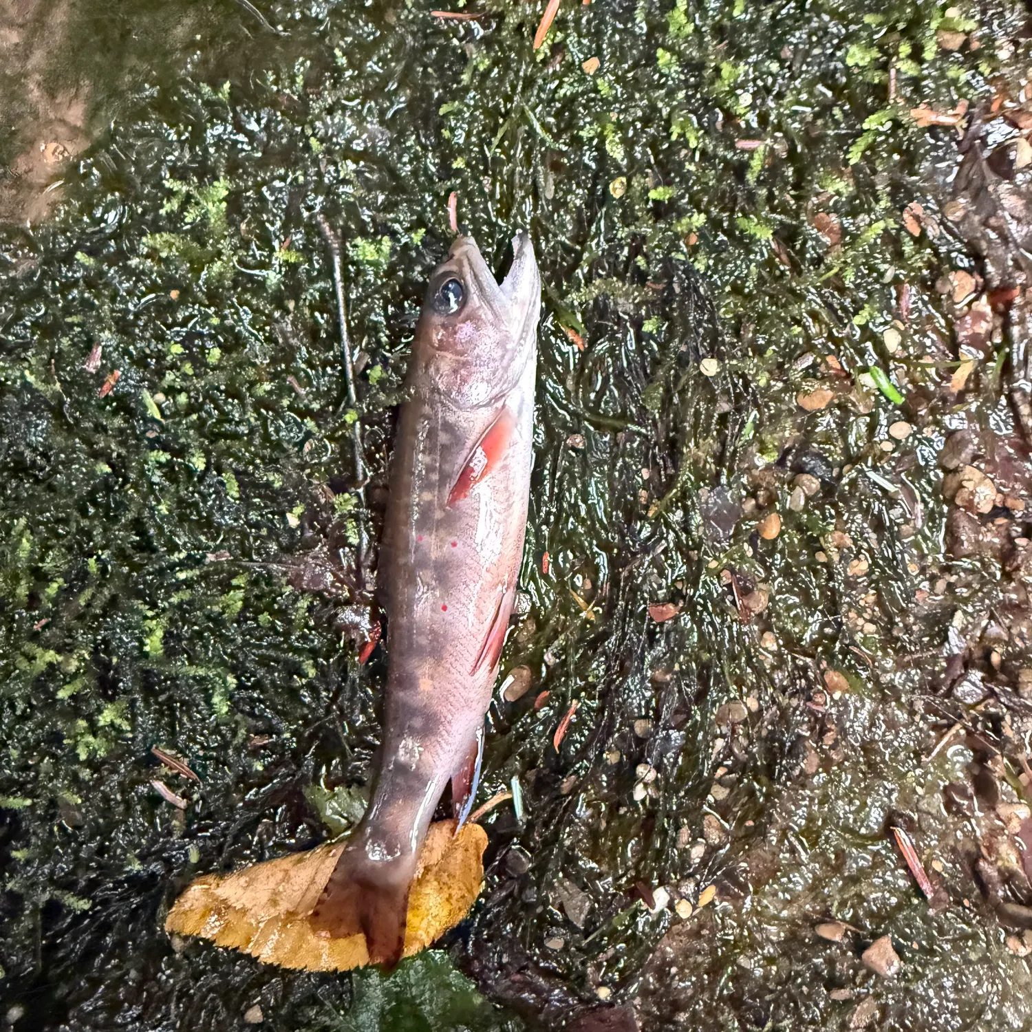 Brook trout caught on Fishbrain