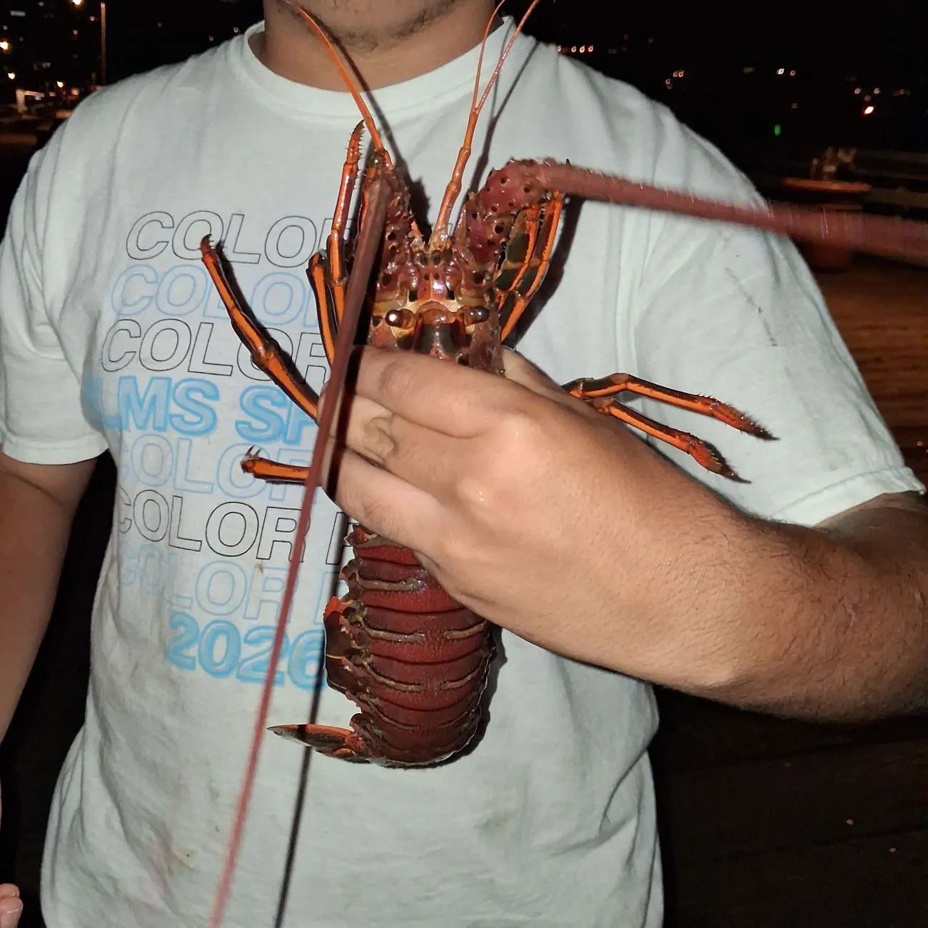 The most recent California spiny lobster catches on Fishbrain