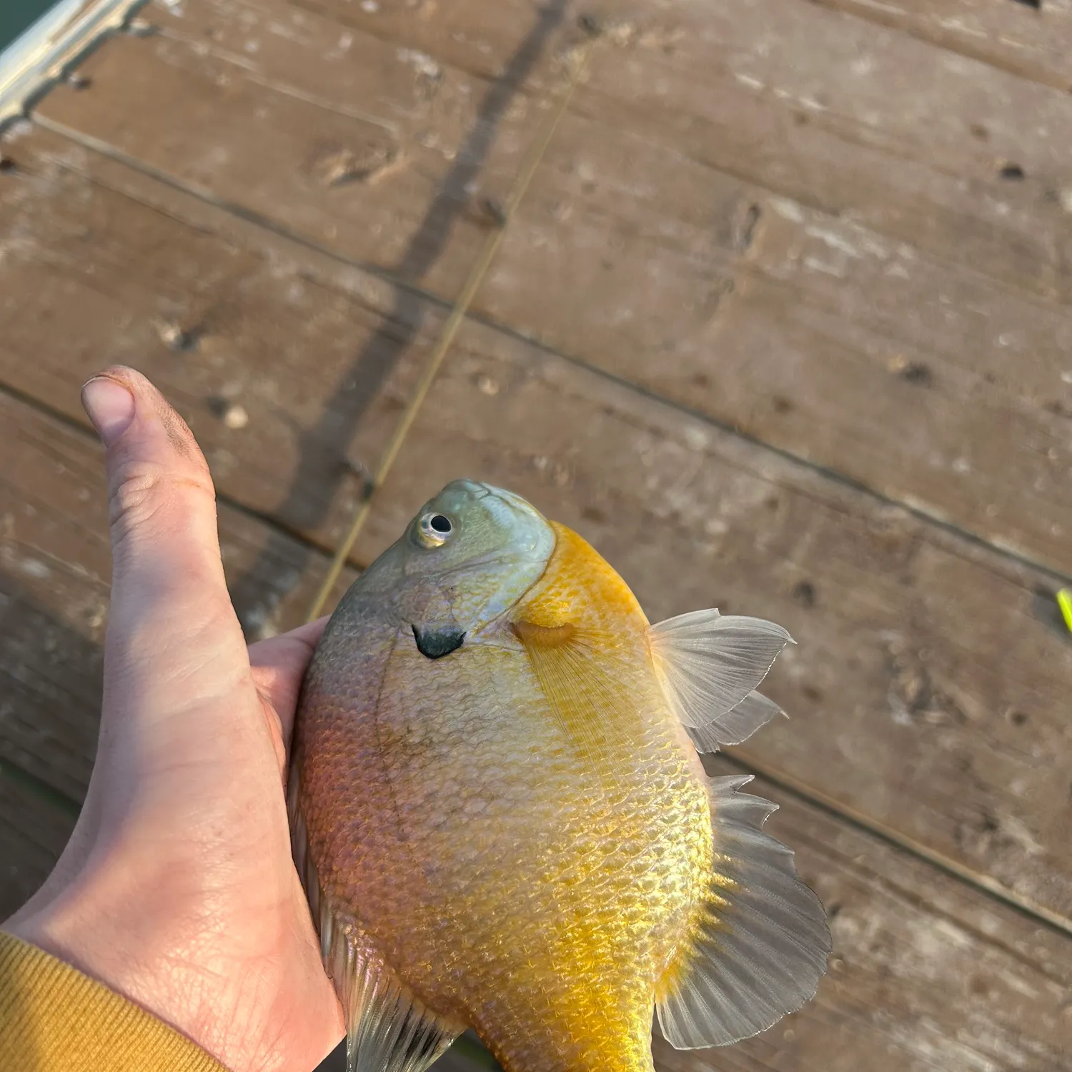 The most recent Bluegill catches on Fishbrain