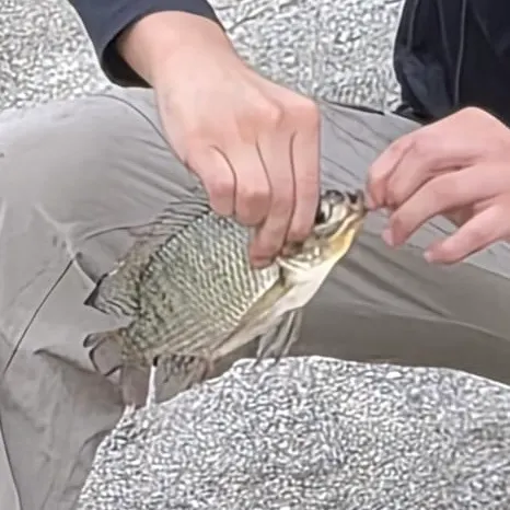 Nile tilapia caught on Fishbrain