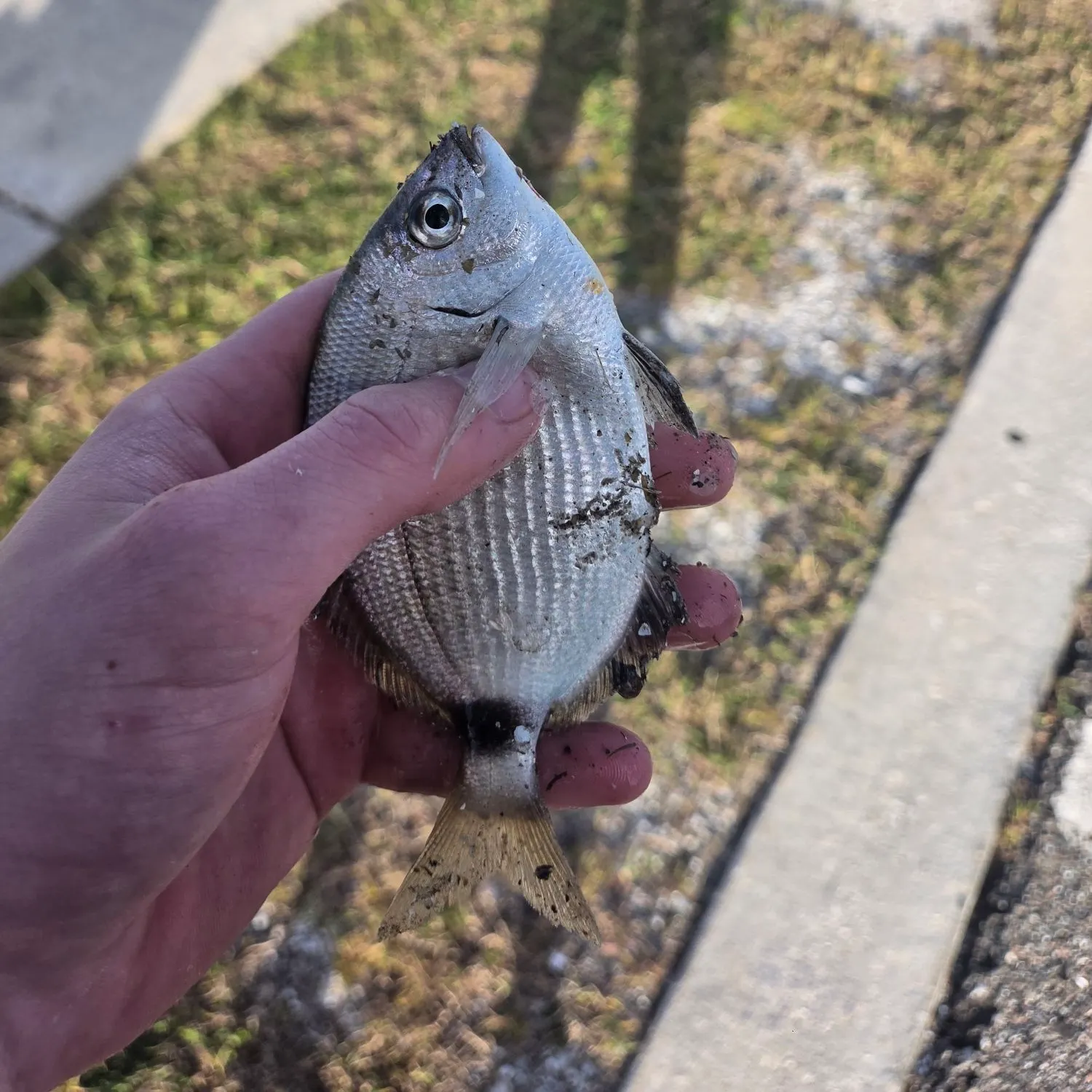 Spottail seabream caught on Fishbrain