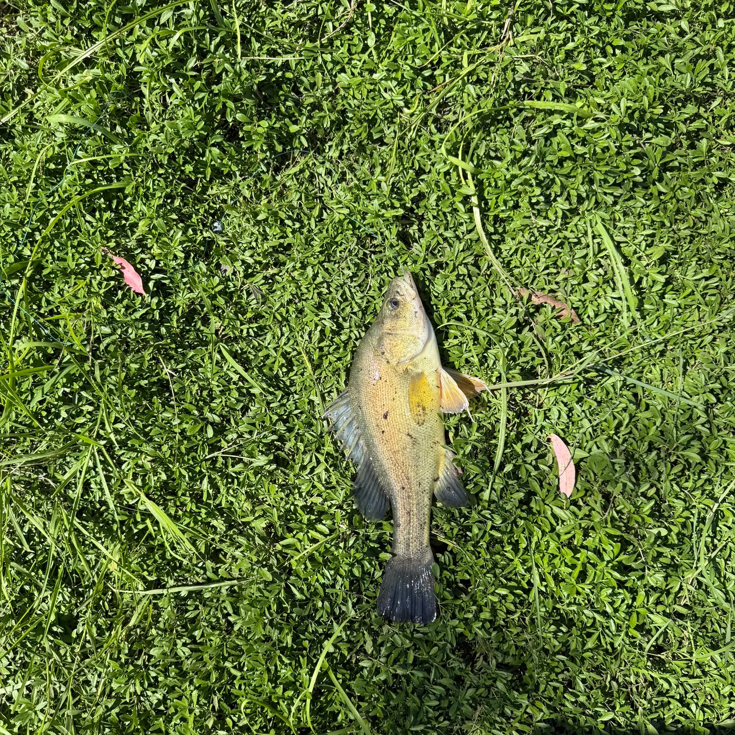 The most recent Golden perch catches on Fishbrain