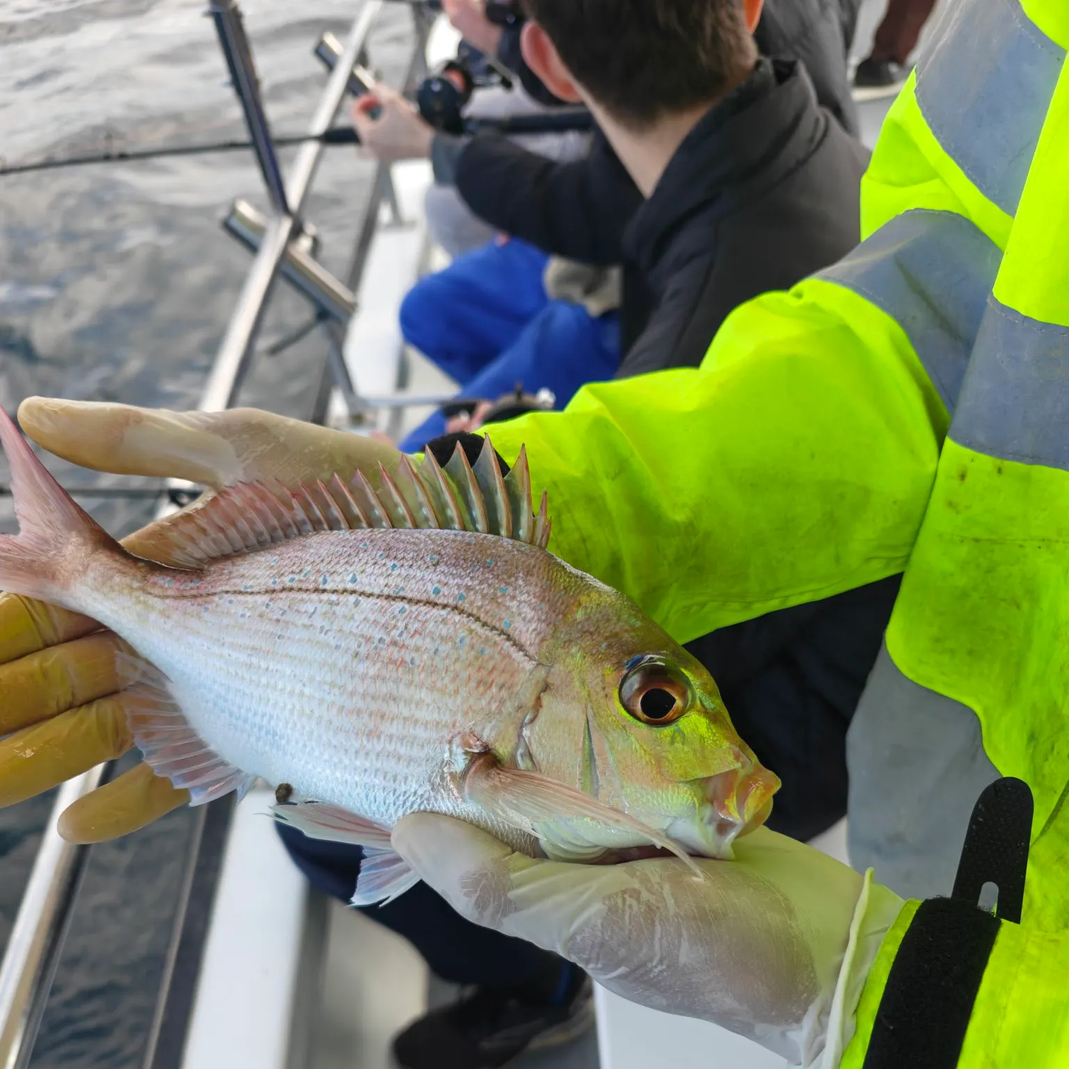 Australasian snapper caught on Fishbrain