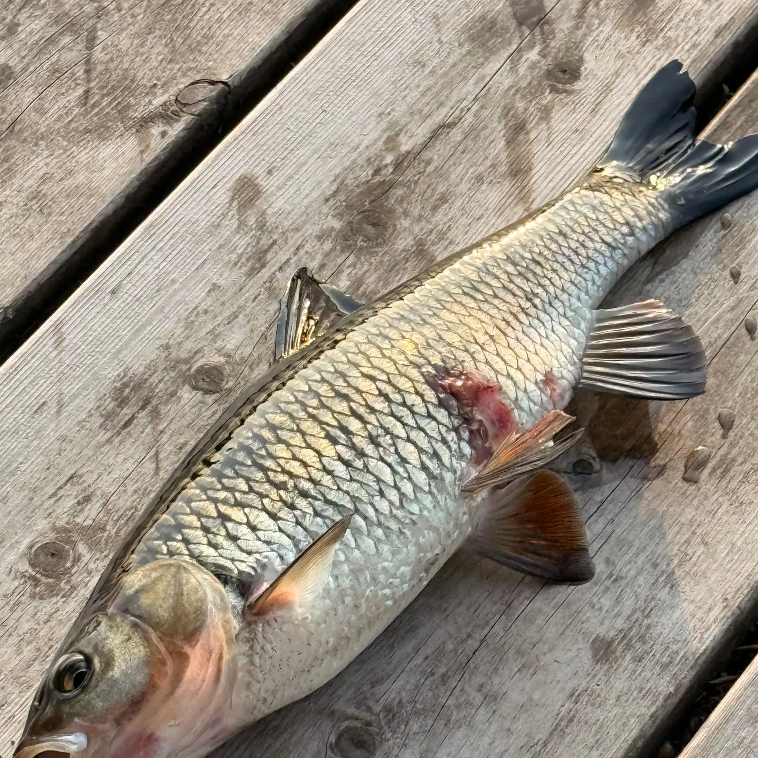The most recent European chub catches on Fishbrain