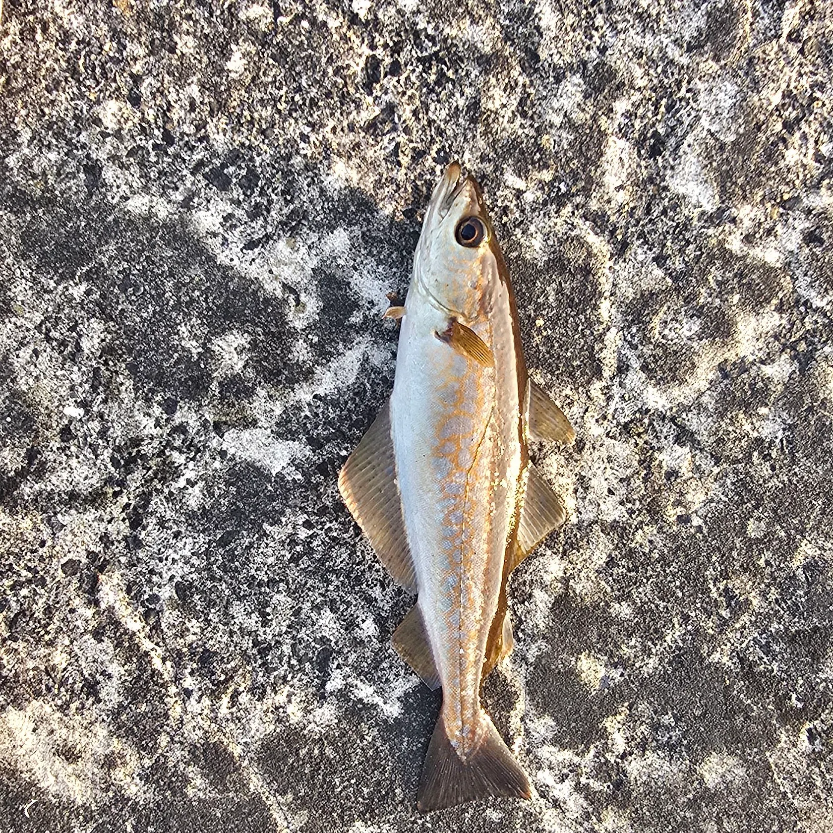 Pollack caught on Fishbrain
