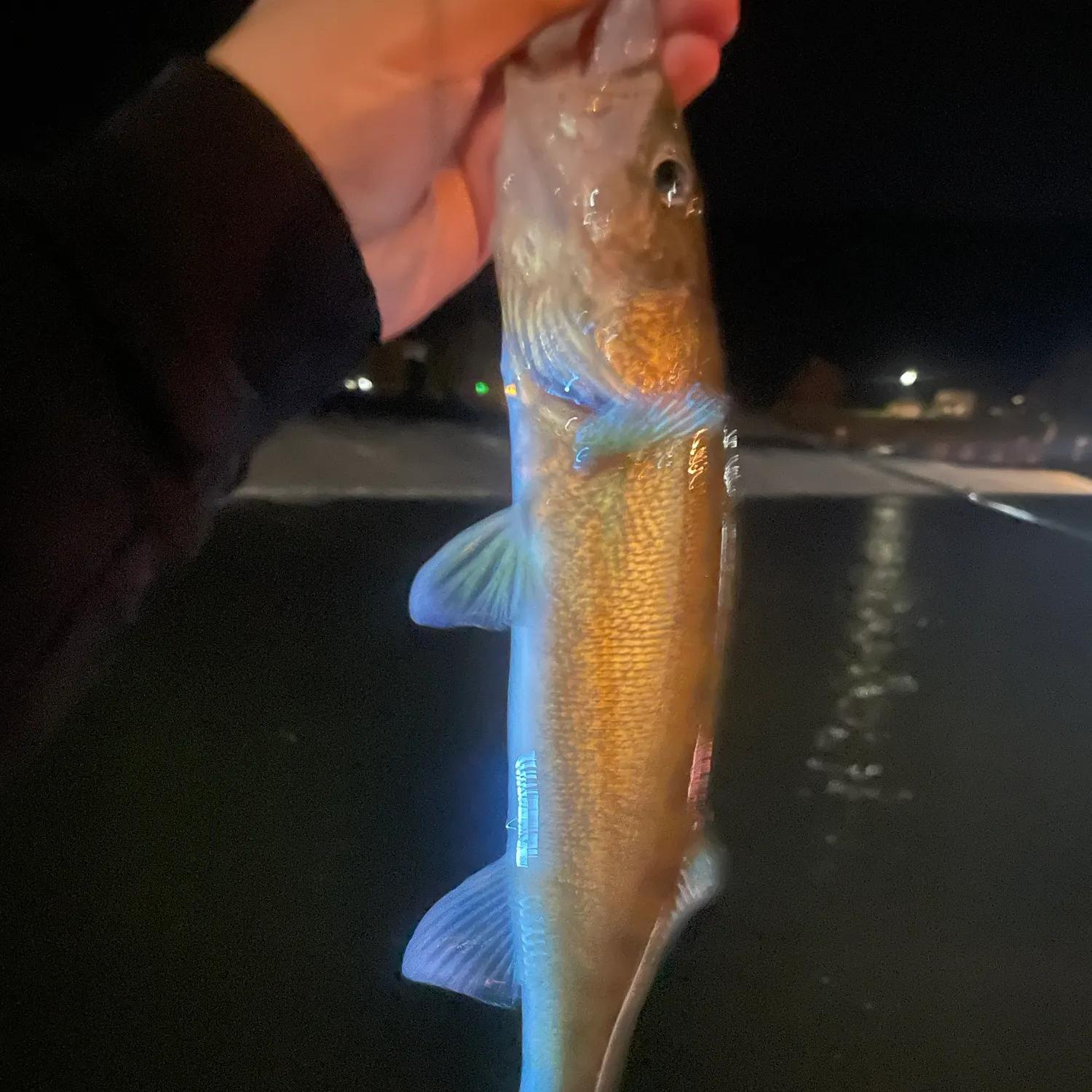 Walleye caught on Fishbrain