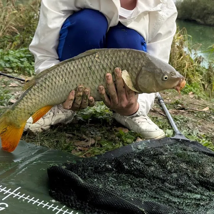 Common carp caught on Fishbrain
