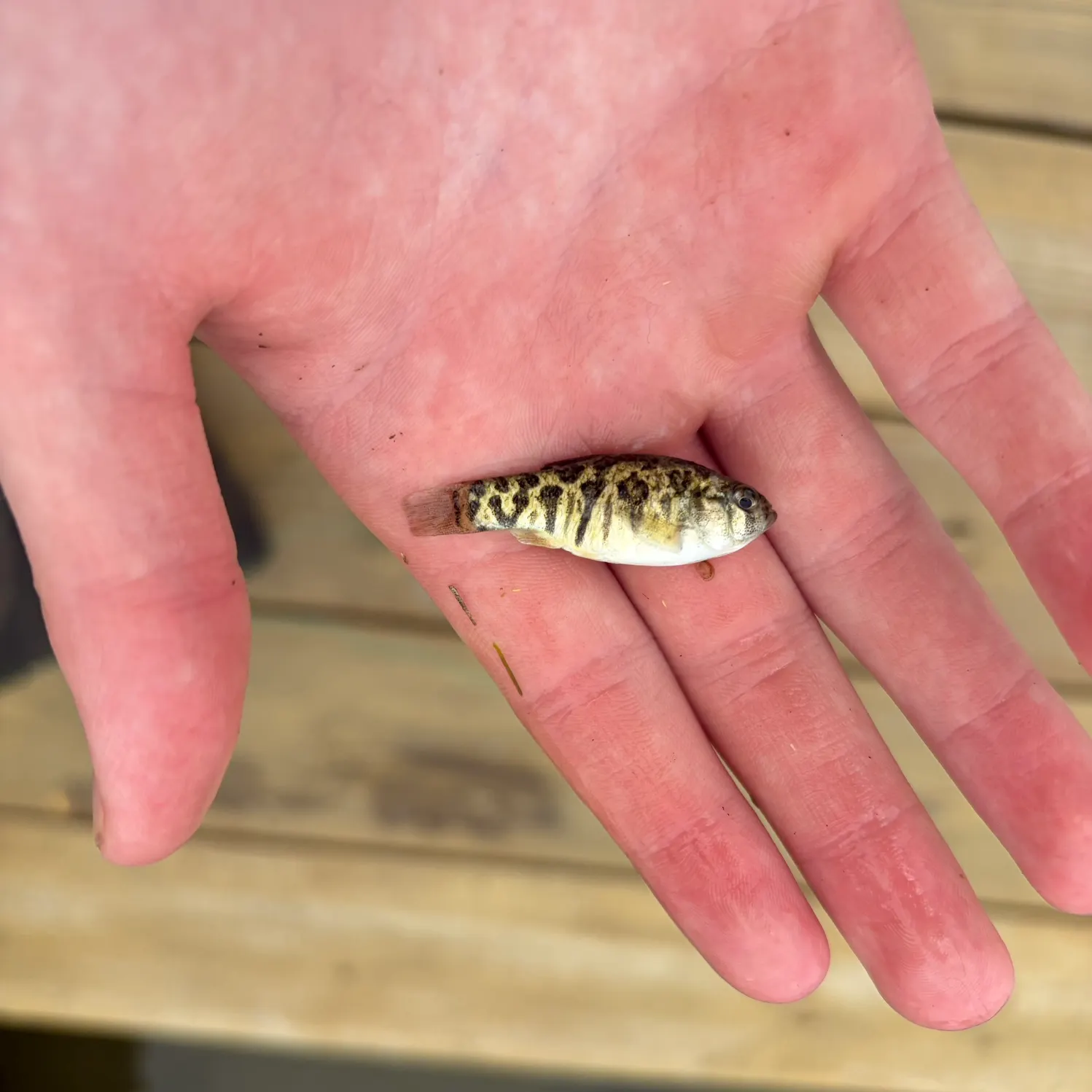 The most recent Sheepshead minnow catches on Fishbrain