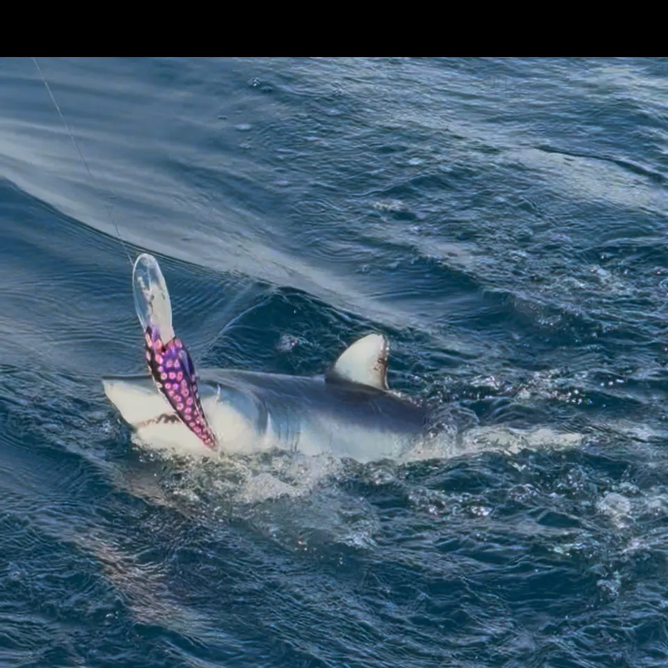 The most recent Shortfin mako shark catches on Fishbrain
